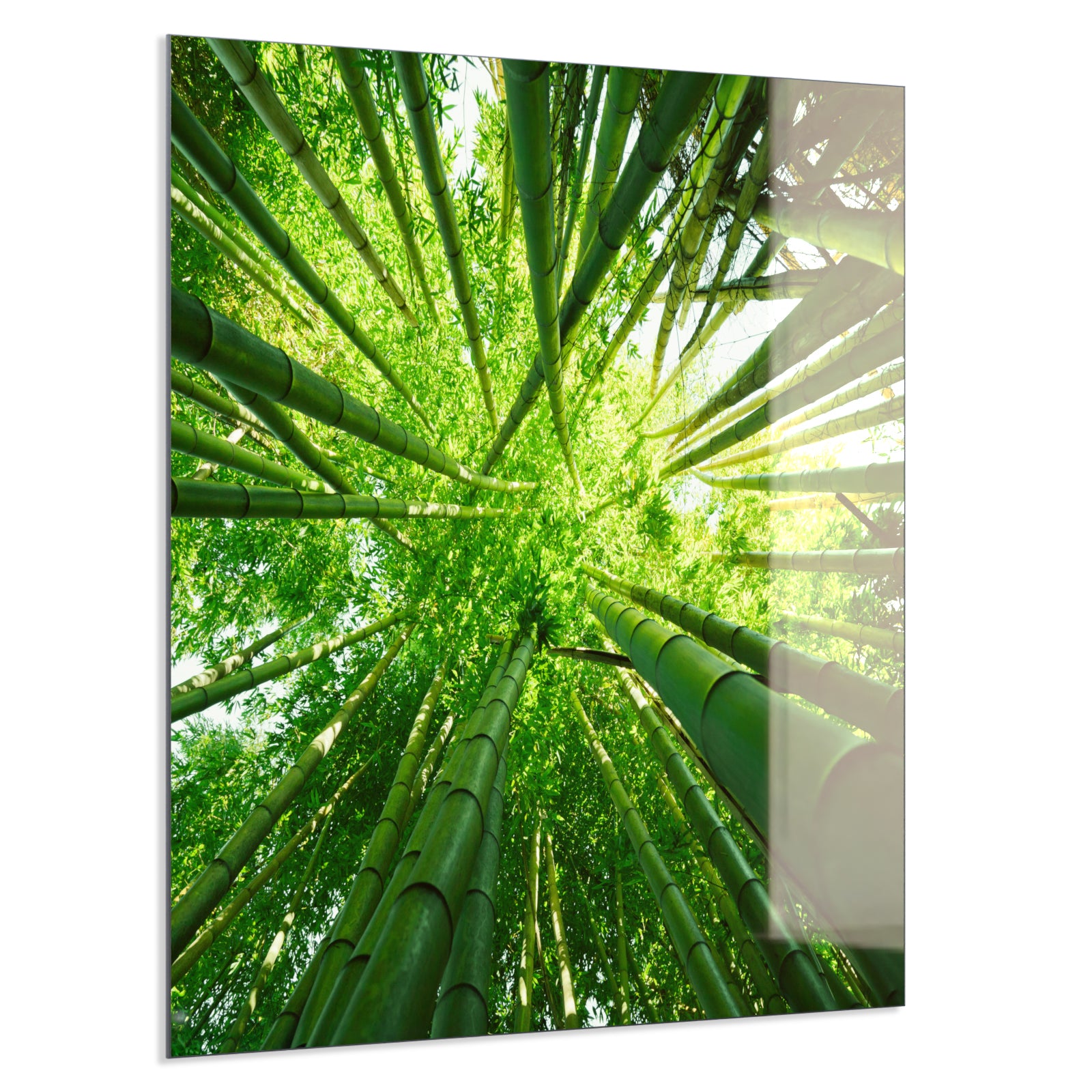Deko Glas Wandbild Motiv 023 Bambusbaum