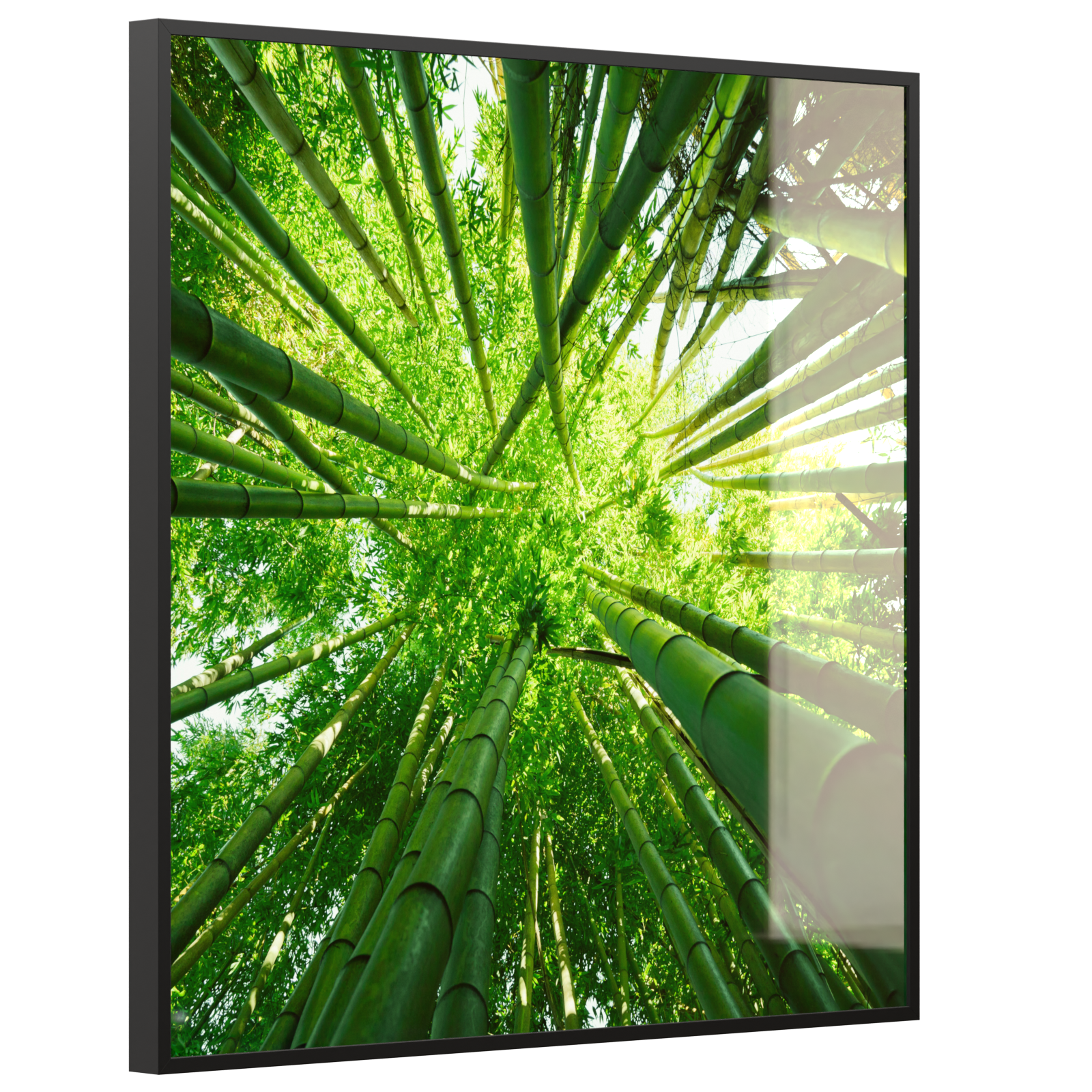 Deko Glas Wandbild Motiv 023H Bambusbaum