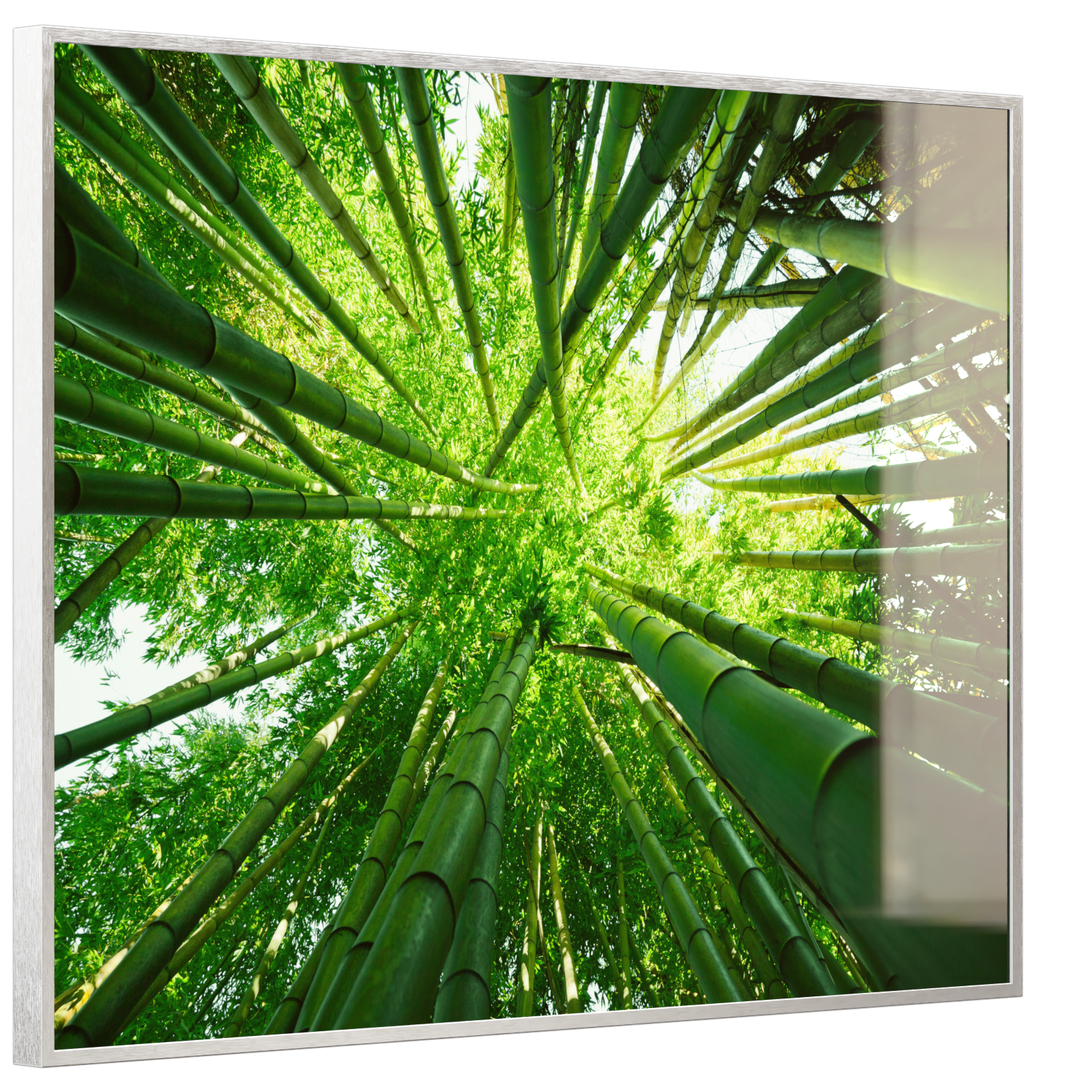 Deko Glas Wandbild Motiv 023 Bambusbaum