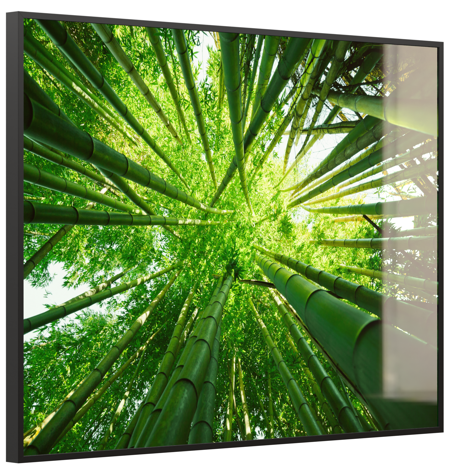 Deko Glas Wandbild Motiv 023 Bambusbaum