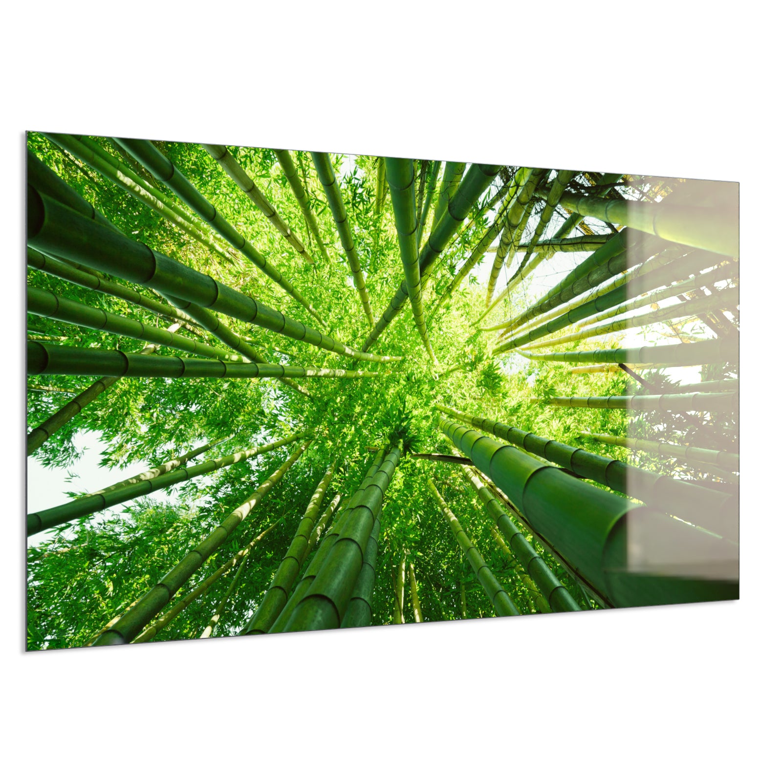 Deko Glas Wandbild Motiv 023 Bambusbaum