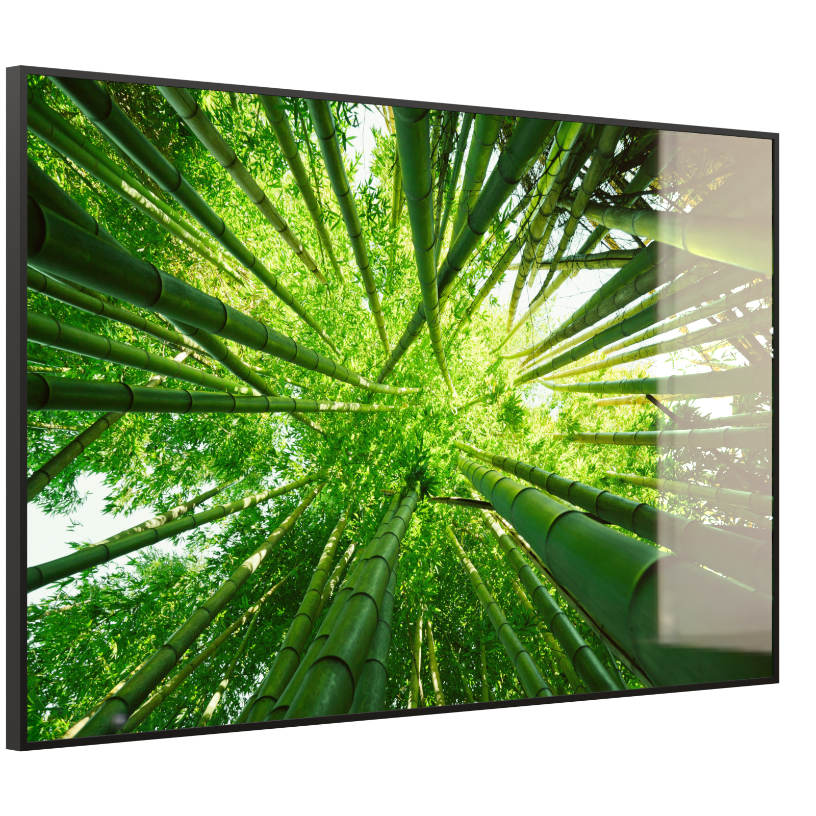 Deko Glas Wandbild Motiv 023 Bambusbaum