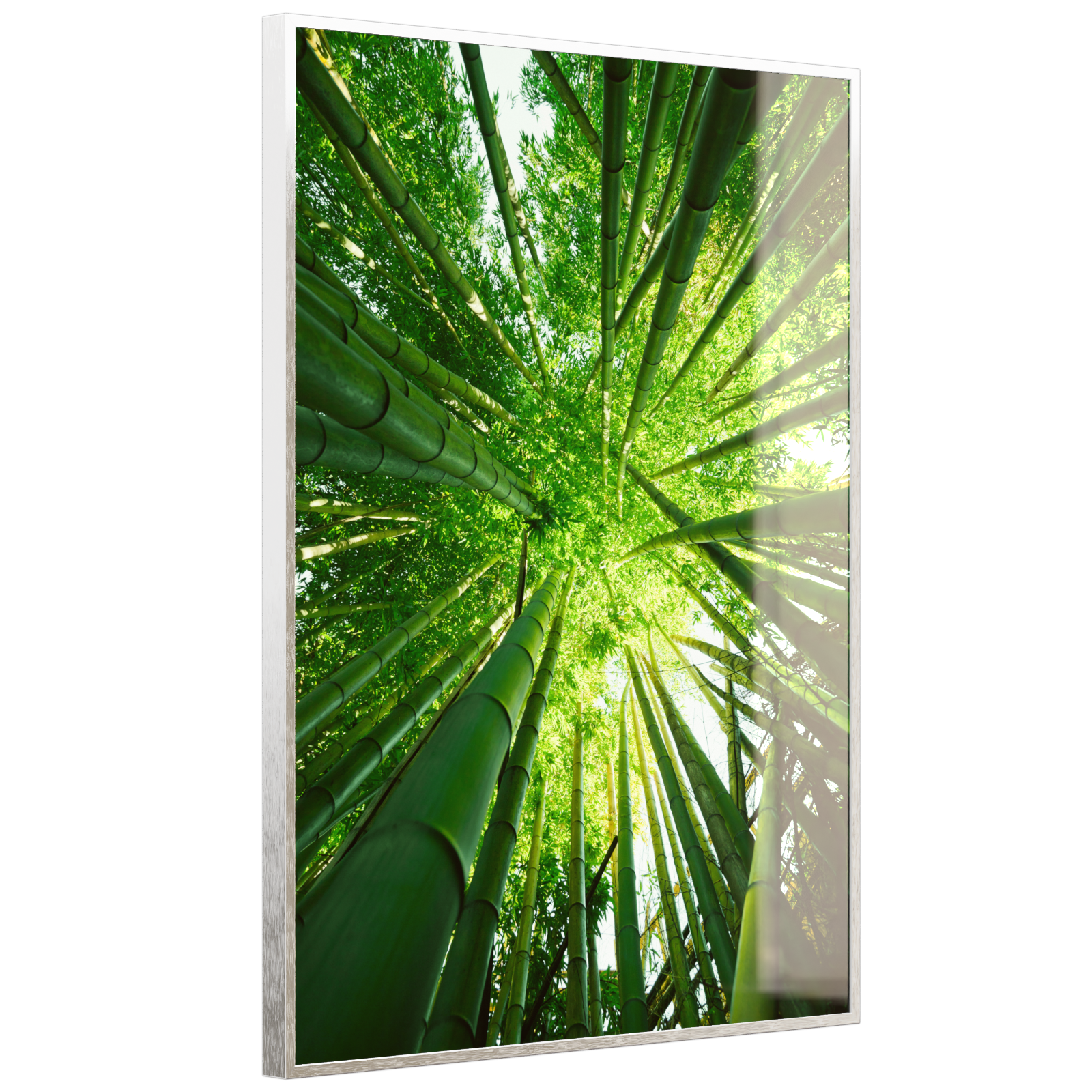 Deko Glas Wandbild Motiv 023H Bambusbaum