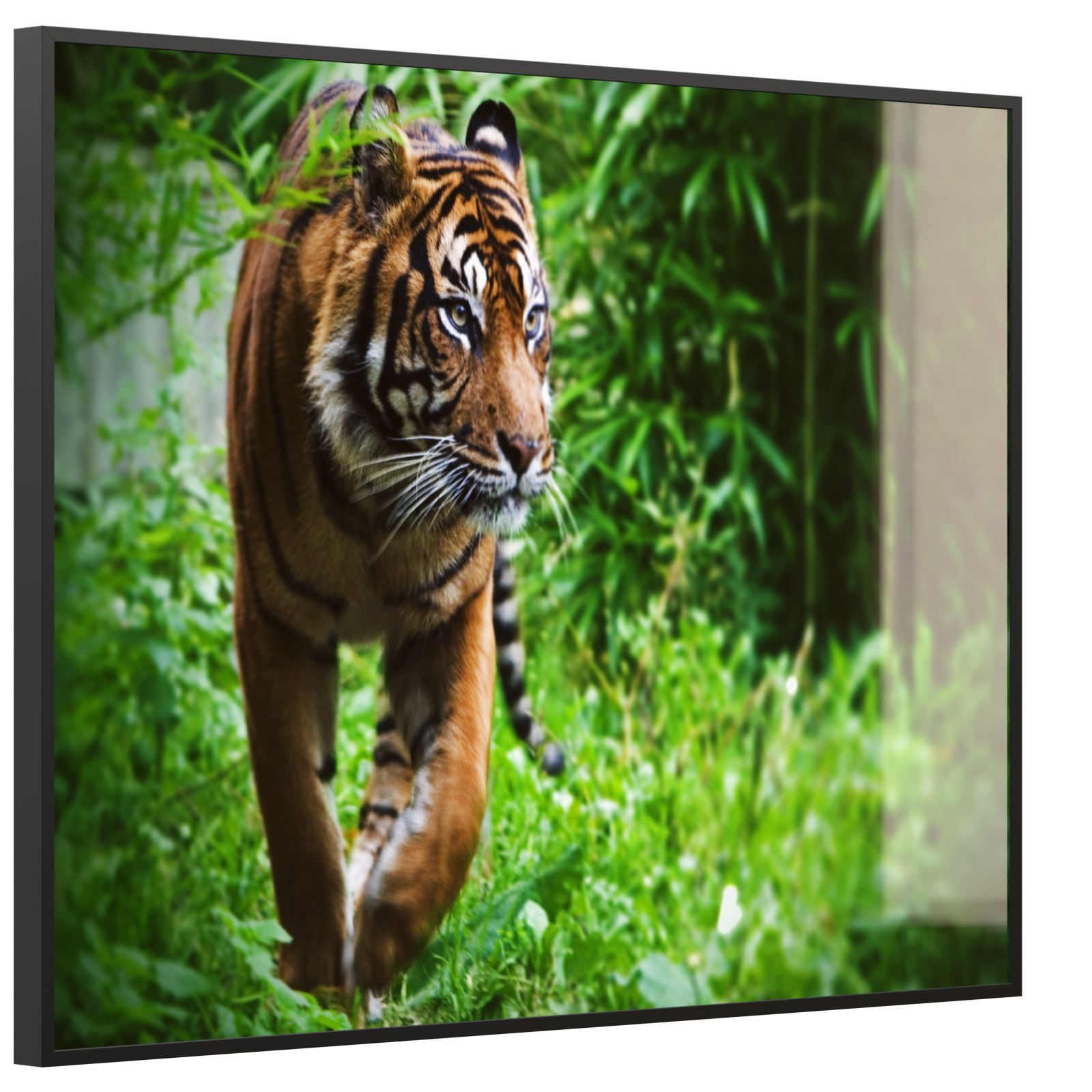 Deko Glas Wandbild Motiv 024 Tiger