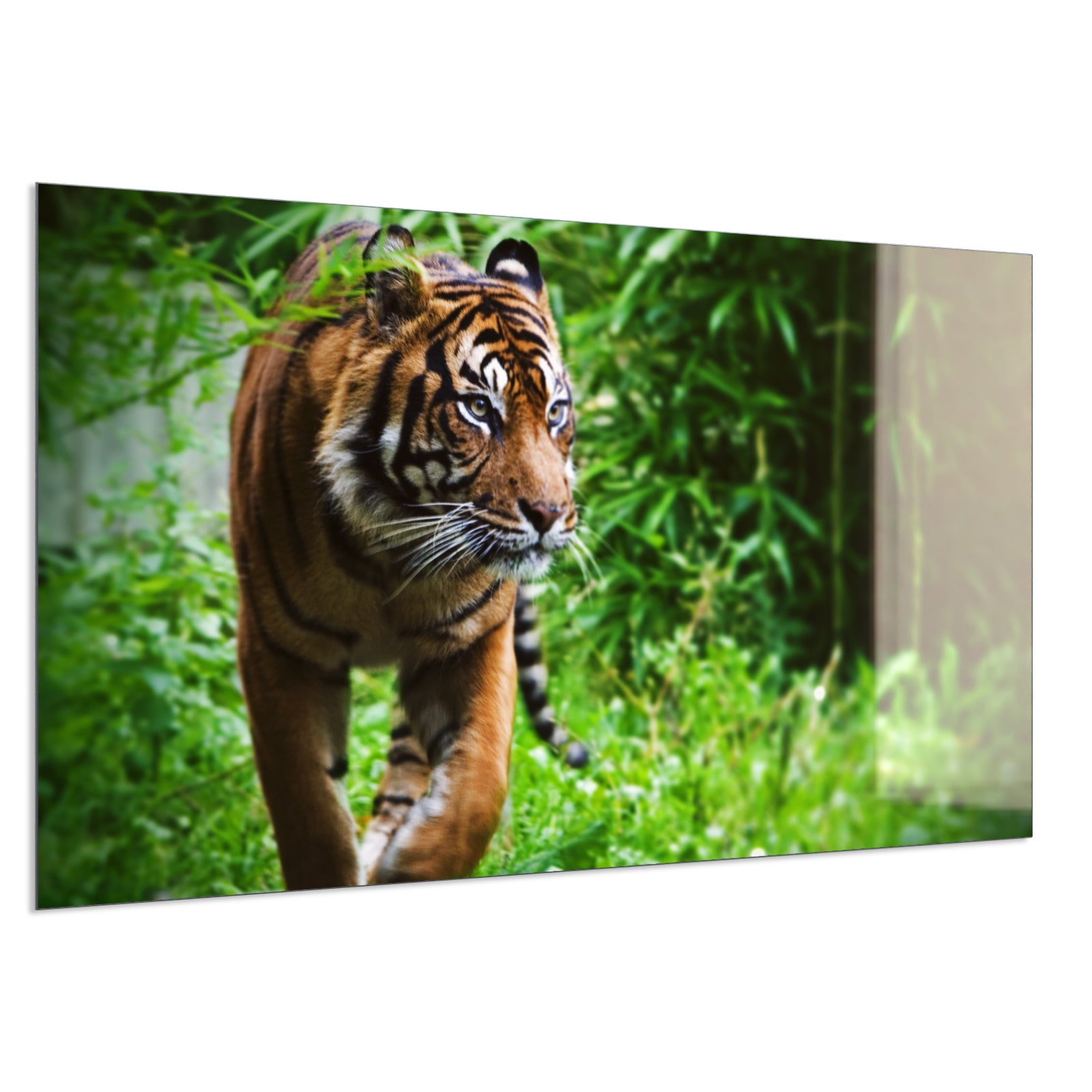 Deko Glas Wandbild Motiv 024 Tiger