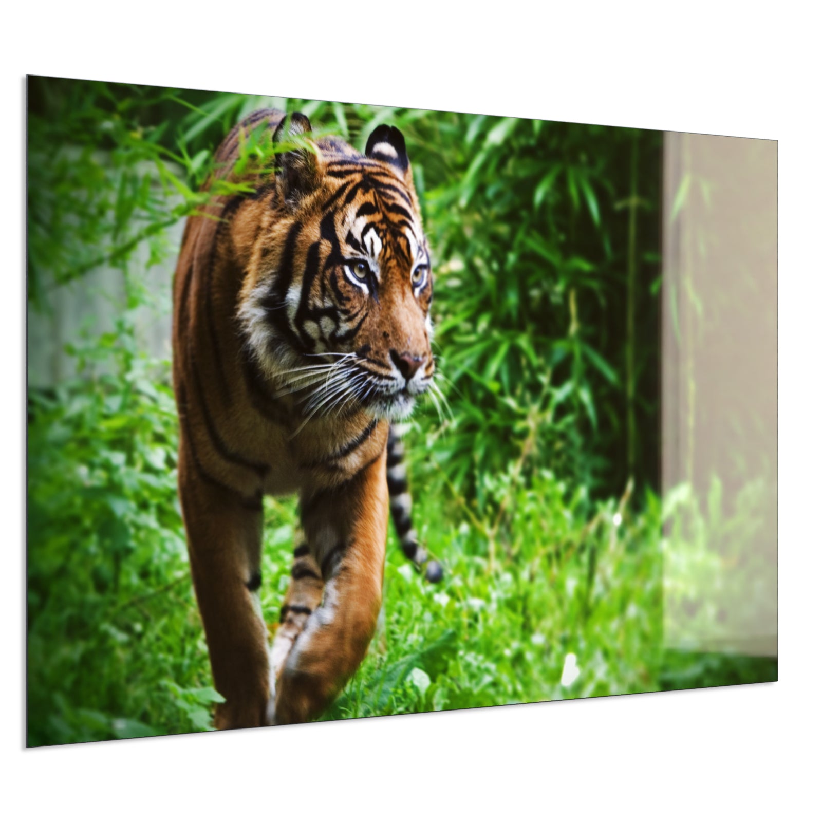 Deko Glas Wandbild Motiv 024 Tiger