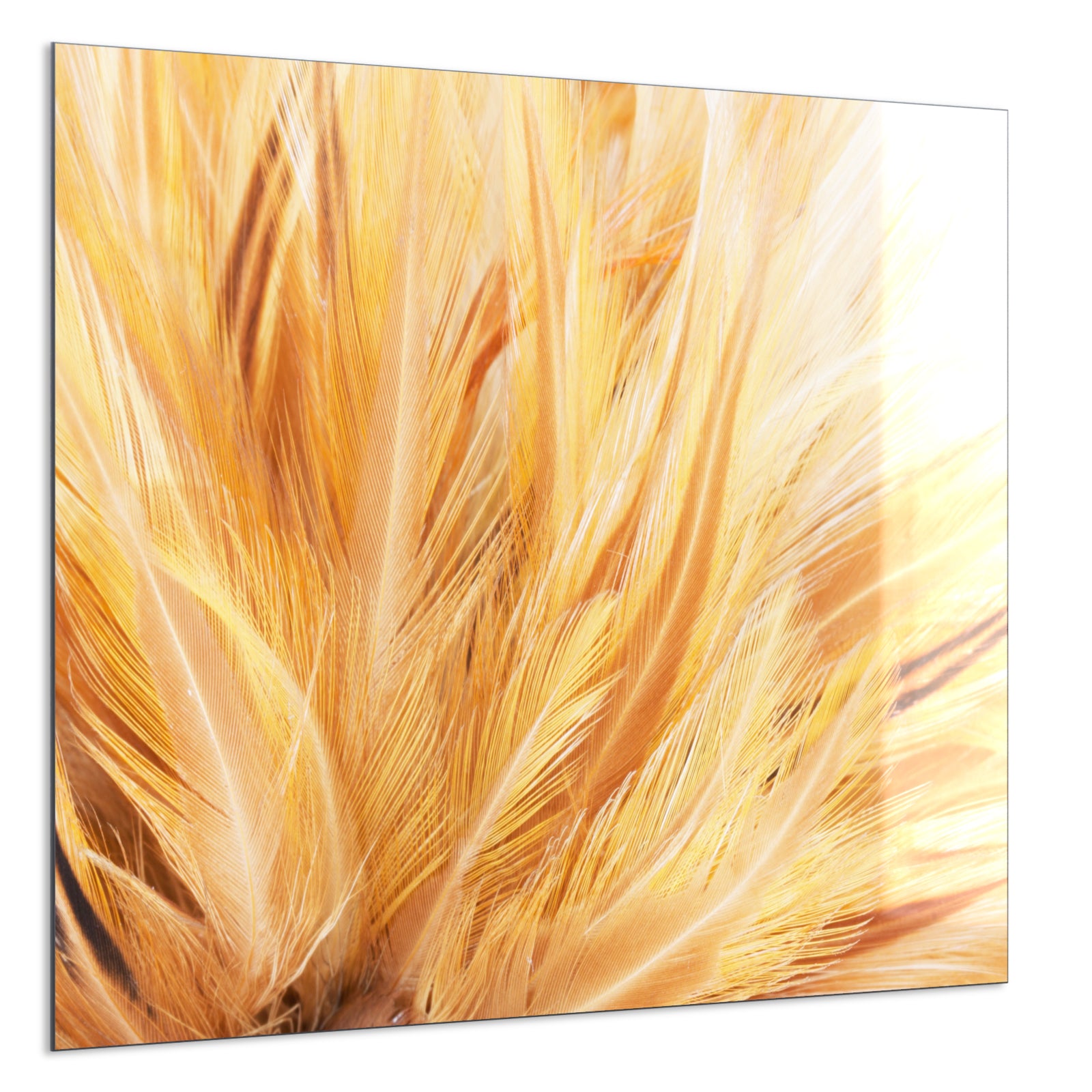 Deko Glas Wandbild Motiv 028 Federn