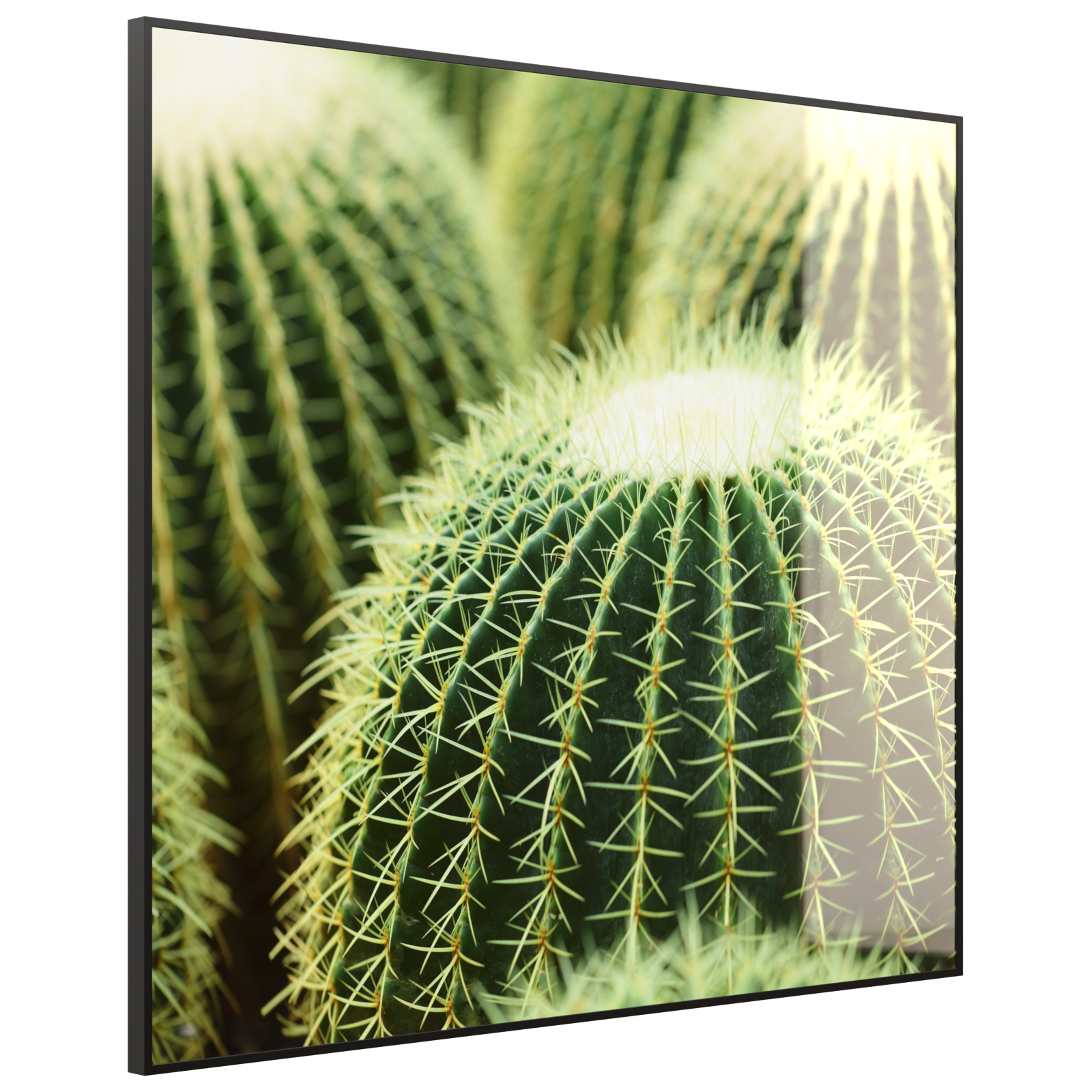 Deko Glas Wandbild Motiv 035 Kaktus