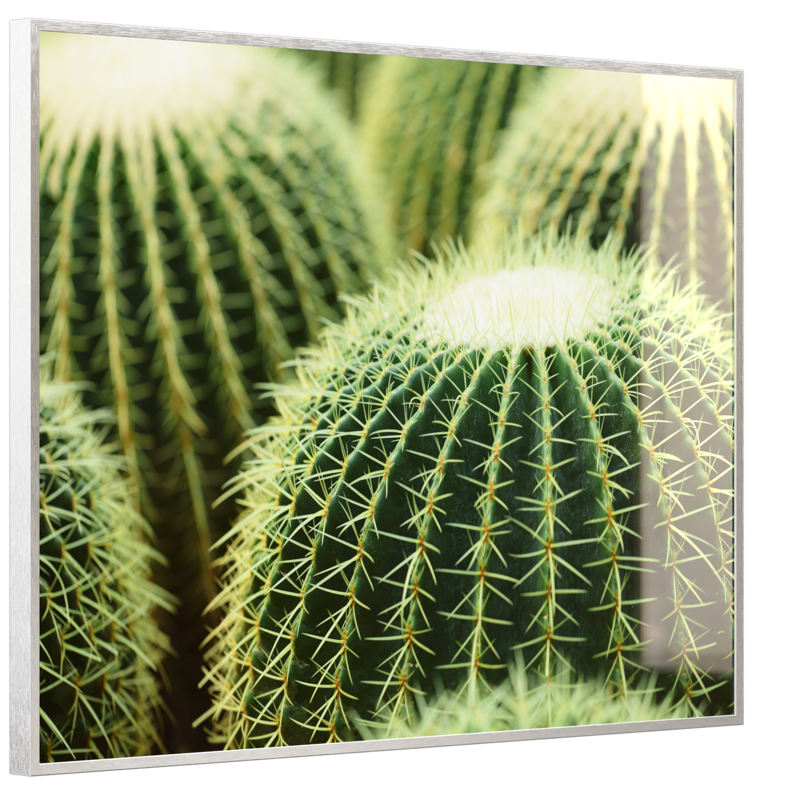 Deko Glas Wandbild Motiv 035 Kaktus