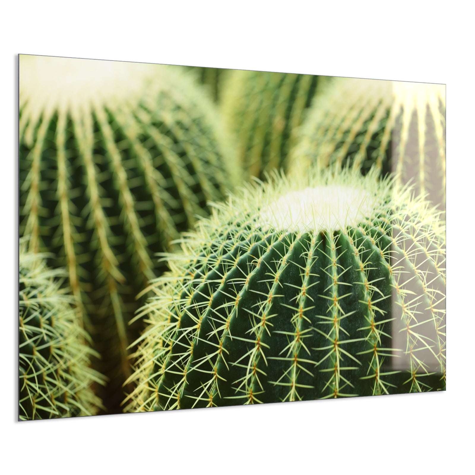 Deko Glas Wandbild Motiv 035 Kaktus