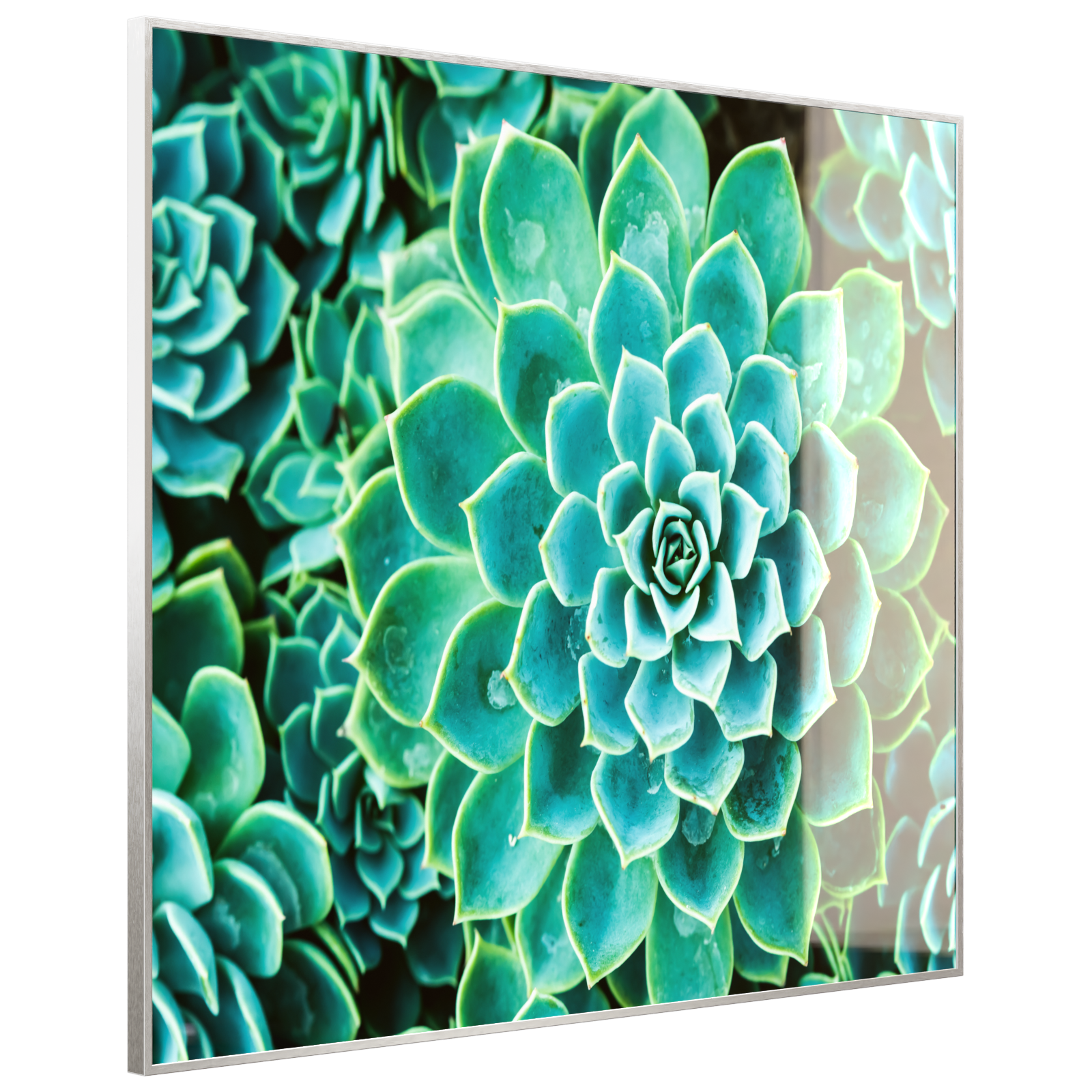 Deko Glas Wandbild Motiv 036 Kaktus in Queen