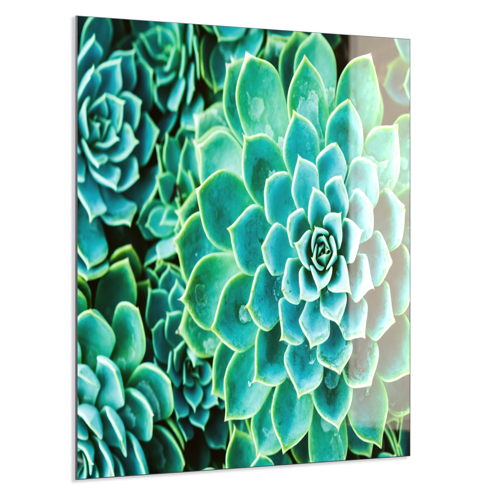 Deko Glas Wandbild Motiv 036 Kaktus in Queen