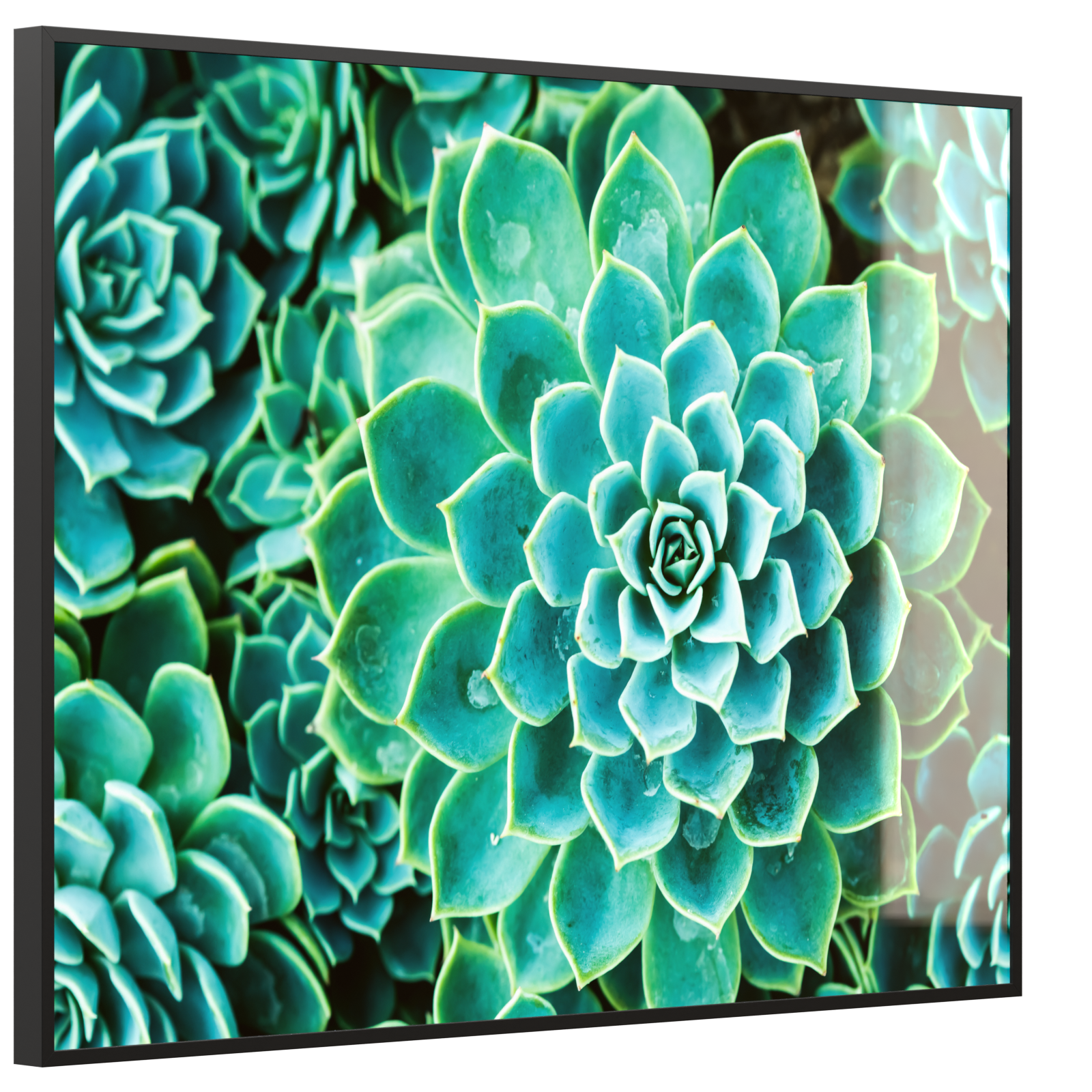 Deko Glas Wandbild Motiv 036 Kaktus in Queen