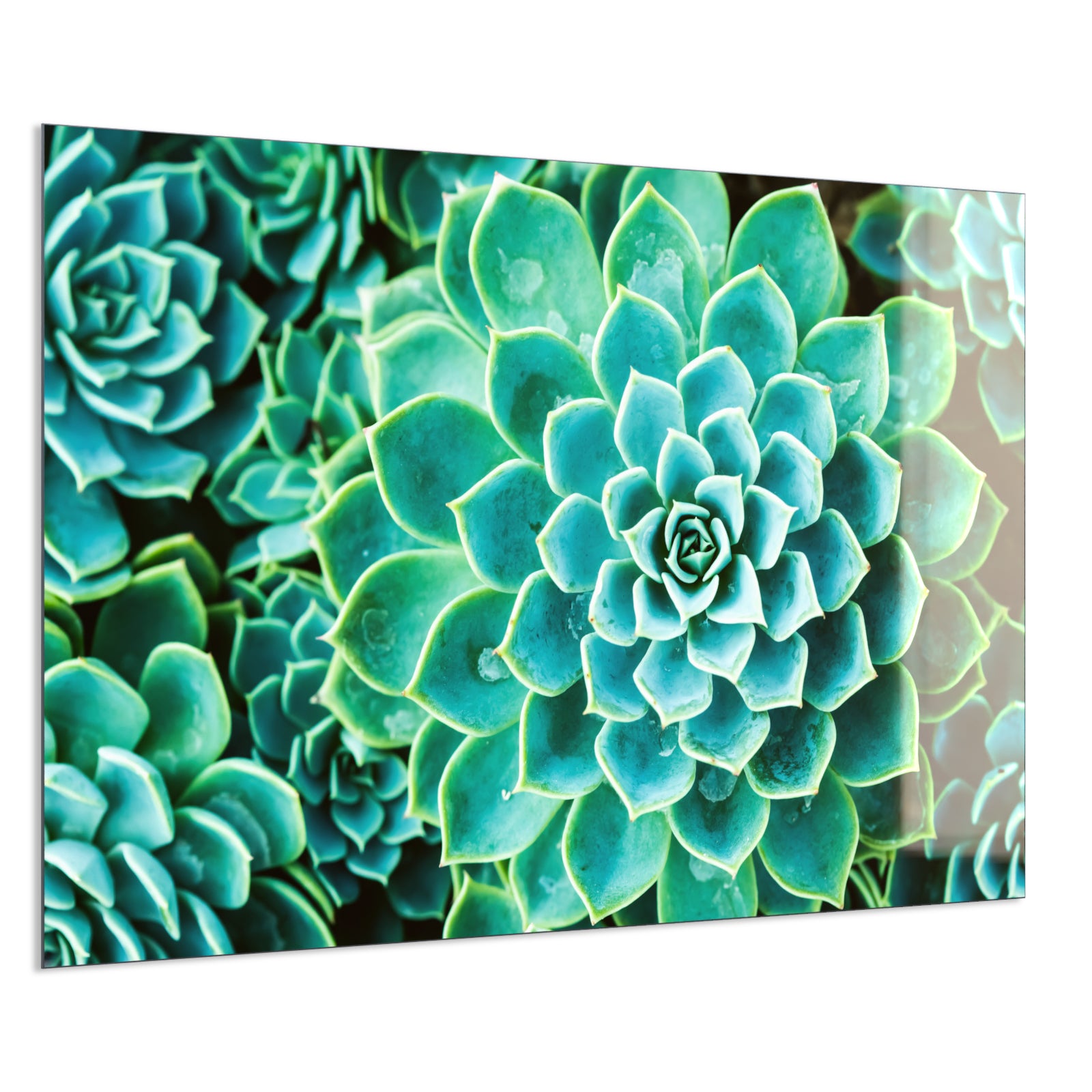 Deko Glas Wandbild Motiv 036 Kaktus in Queen