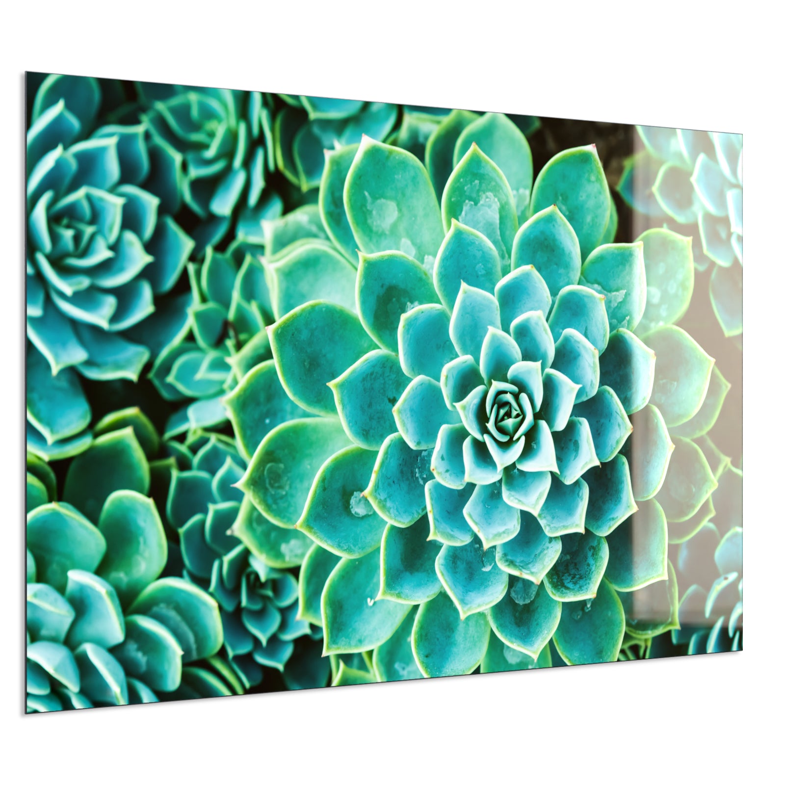 Deko Glas Wandbild Motiv 036 Kaktus in Queen