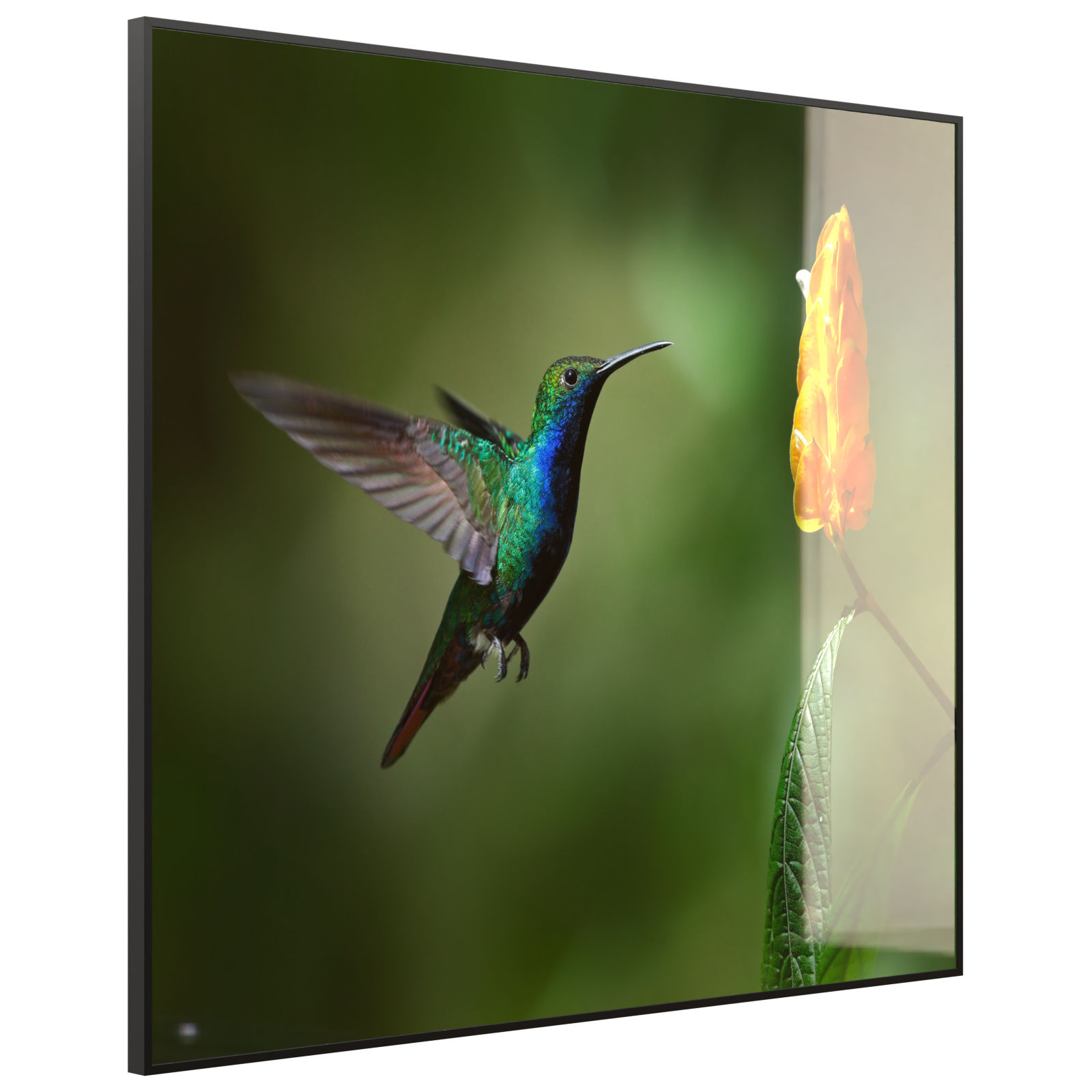 Deko Glas Wandbild Motiv 048 Kolibri