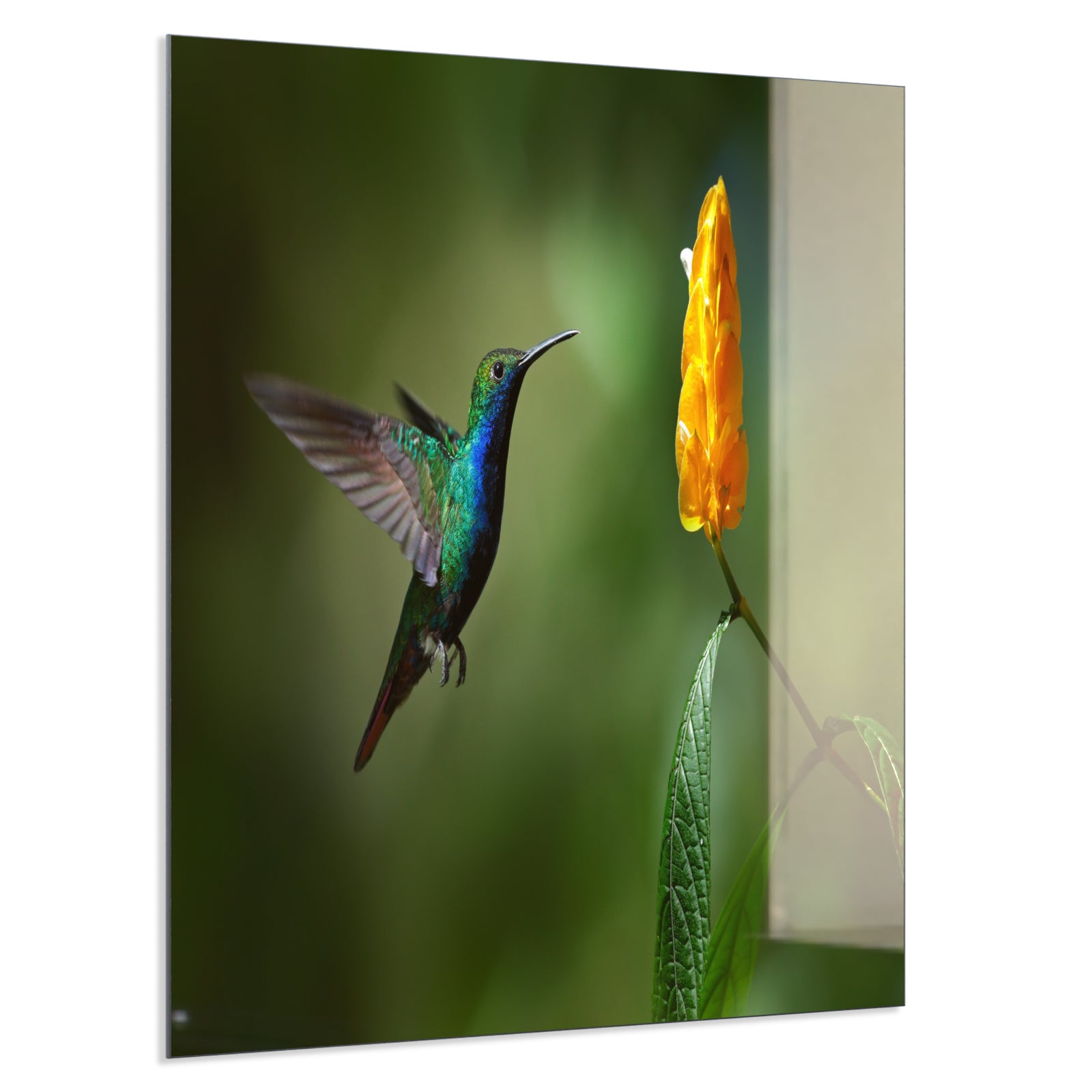 Deko Glas Wandbild Motiv 048 Kolibri
