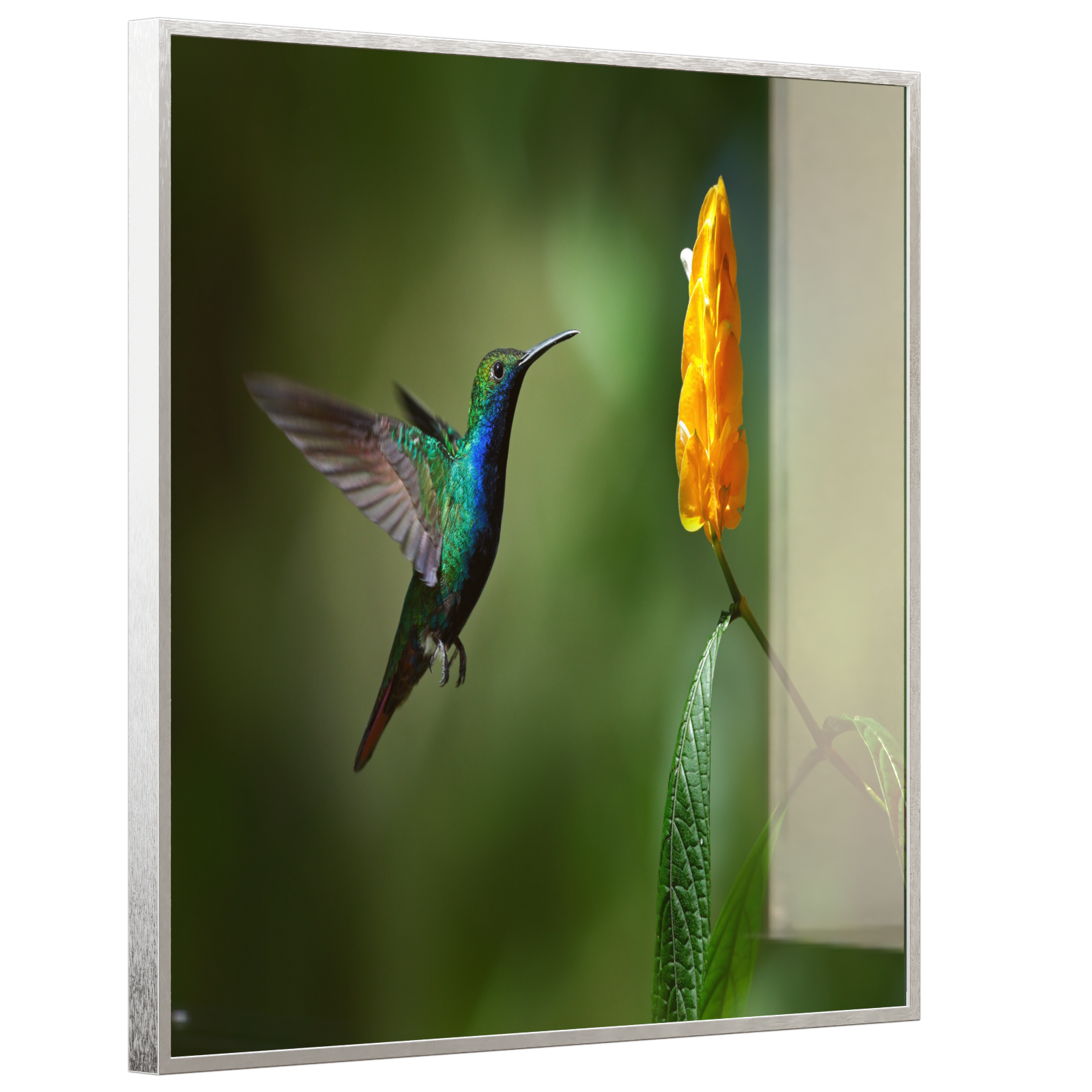 Deko Glas Wandbild Motiv 048 Kolibri