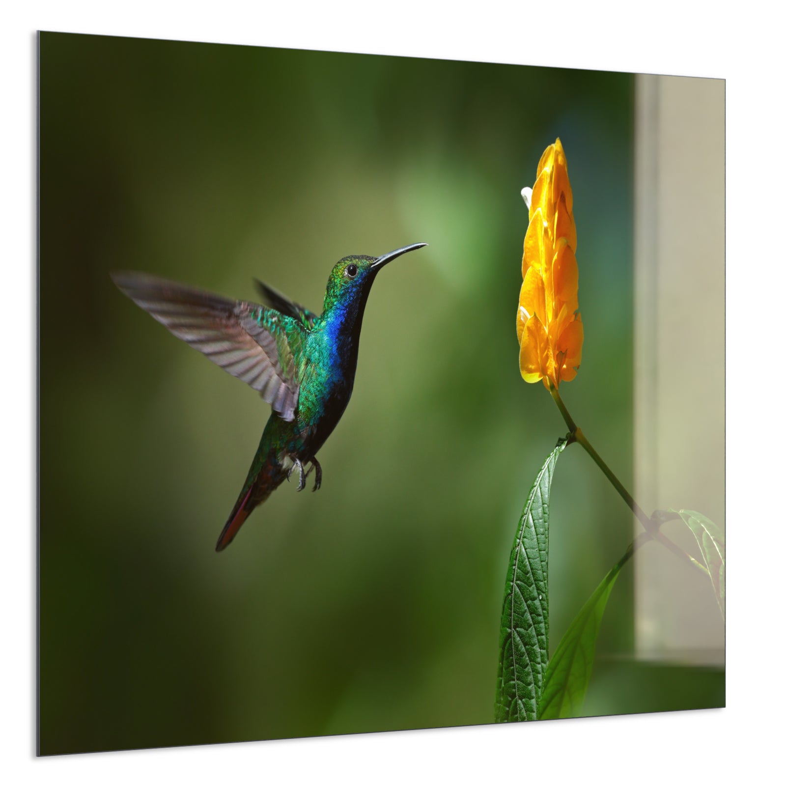 Deko Glas Wandbild Motiv 048 Kolibri