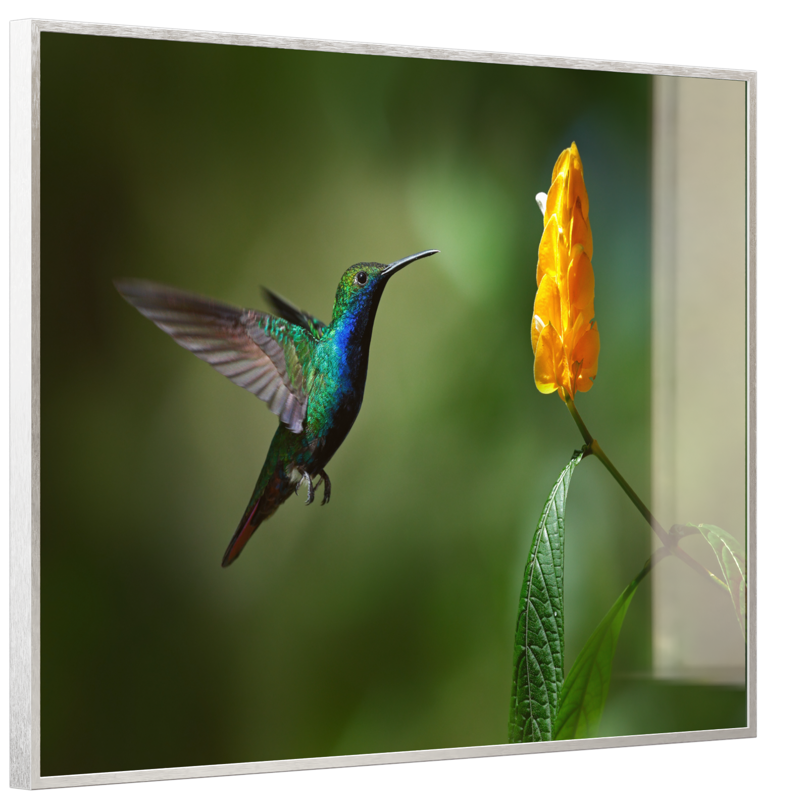 Deko Glas Wandbild Motiv 048 Kolibri