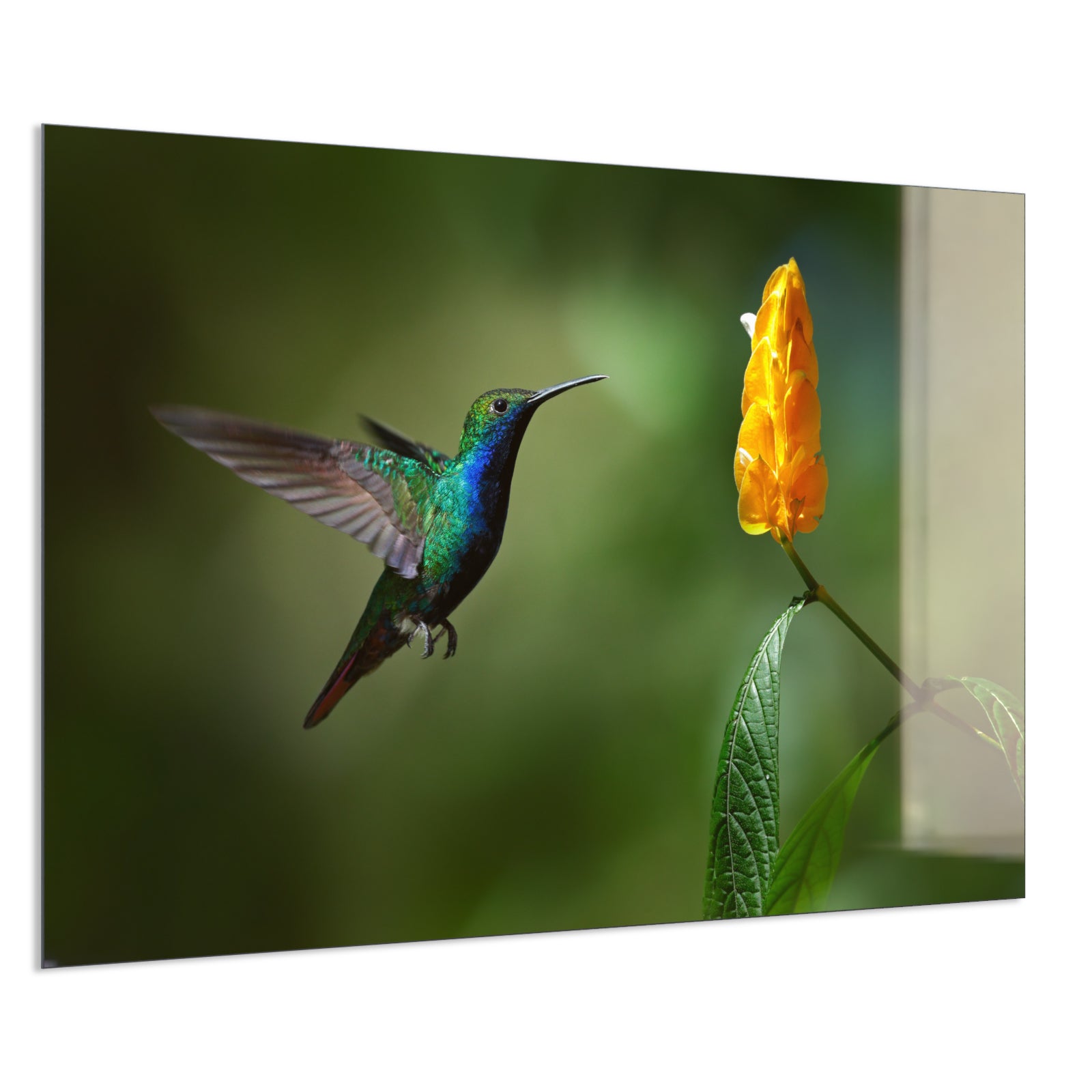 Deko Glas Wandbild Motiv 048 Kolibri