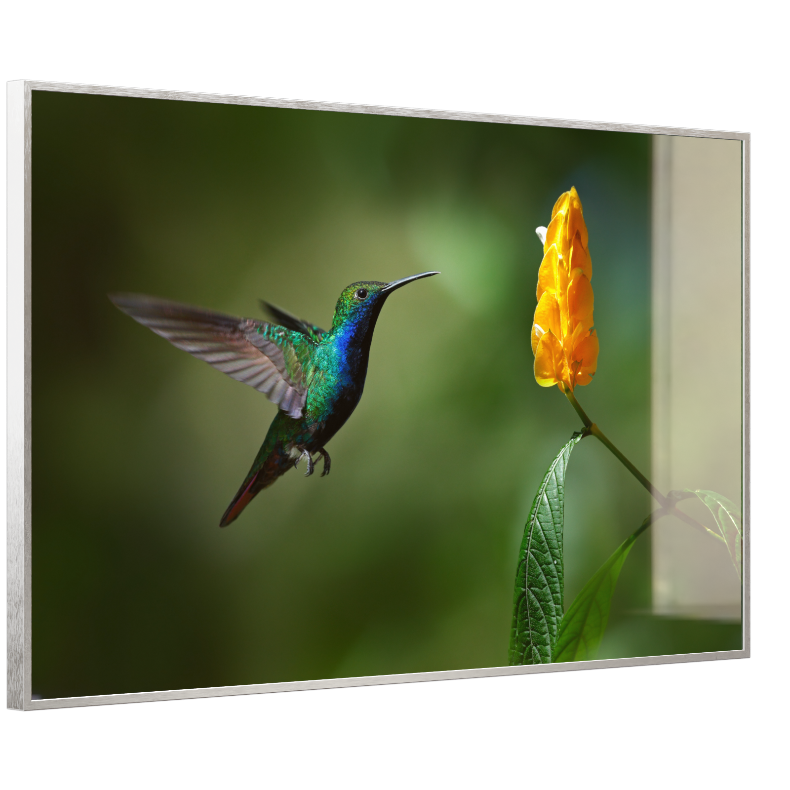 Deko Glas Wandbild Motiv 048 Kolibri