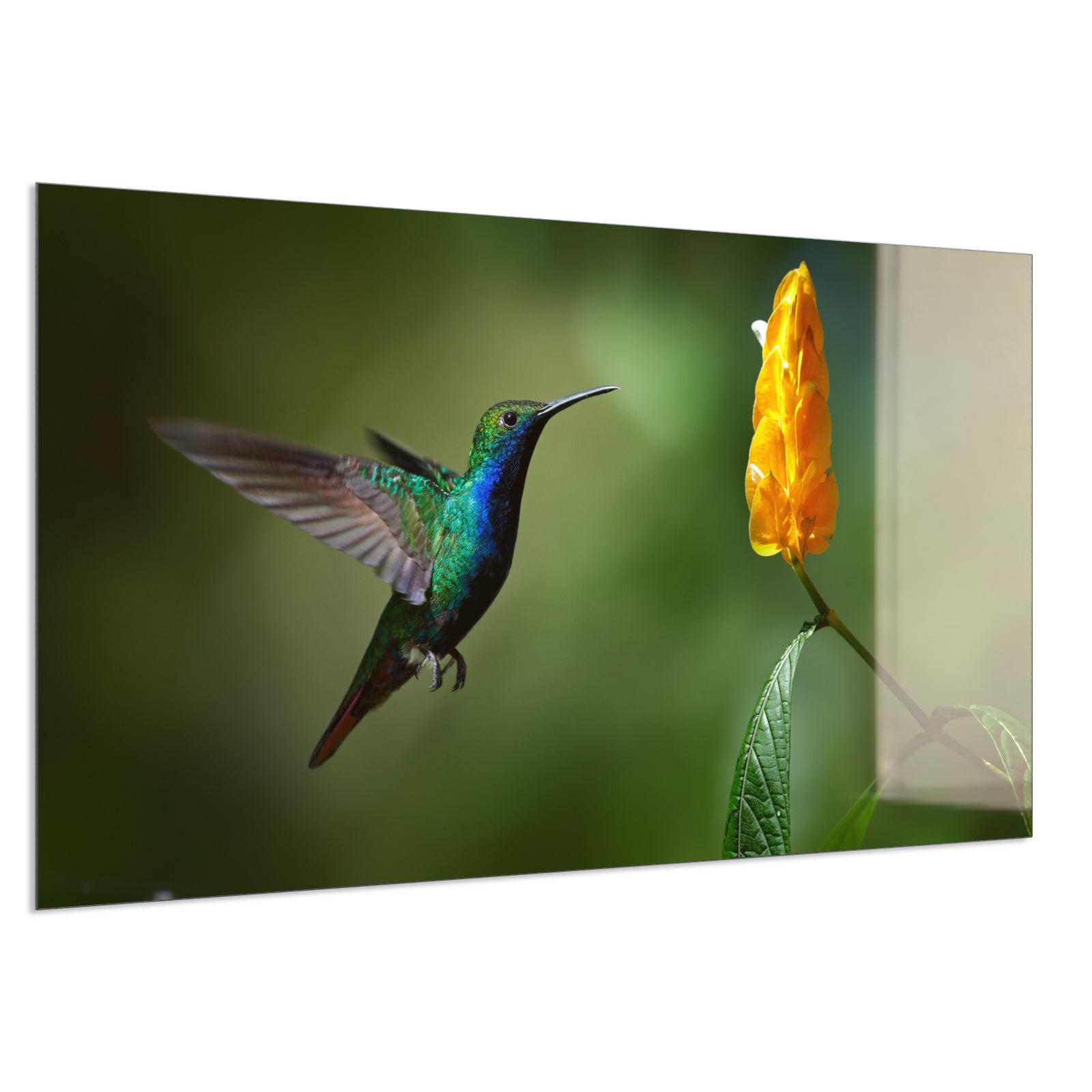 Deko Glas Wandbild Motiv 048 Kolibri