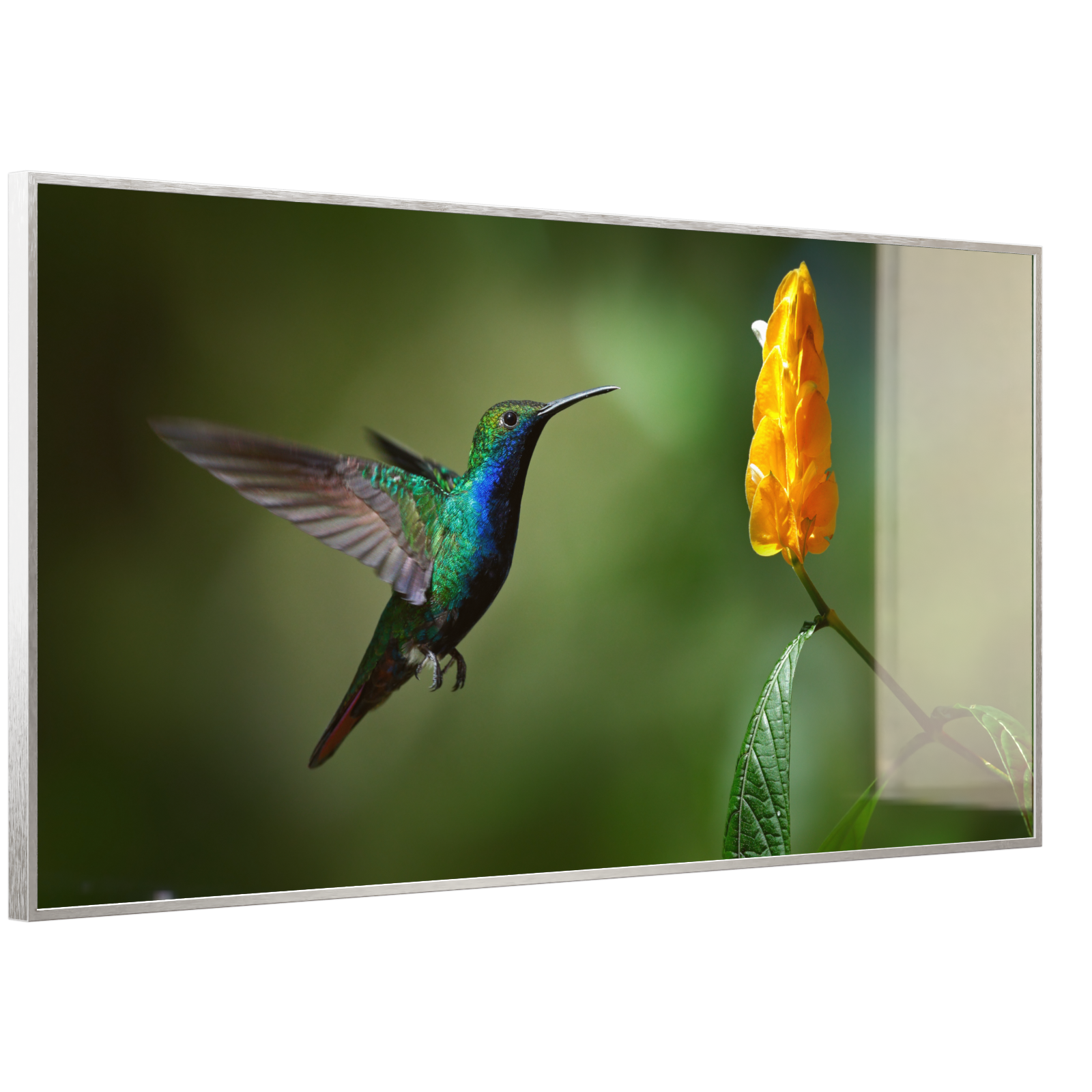 Deko Glas Wandbild Motiv 048 Kolibri