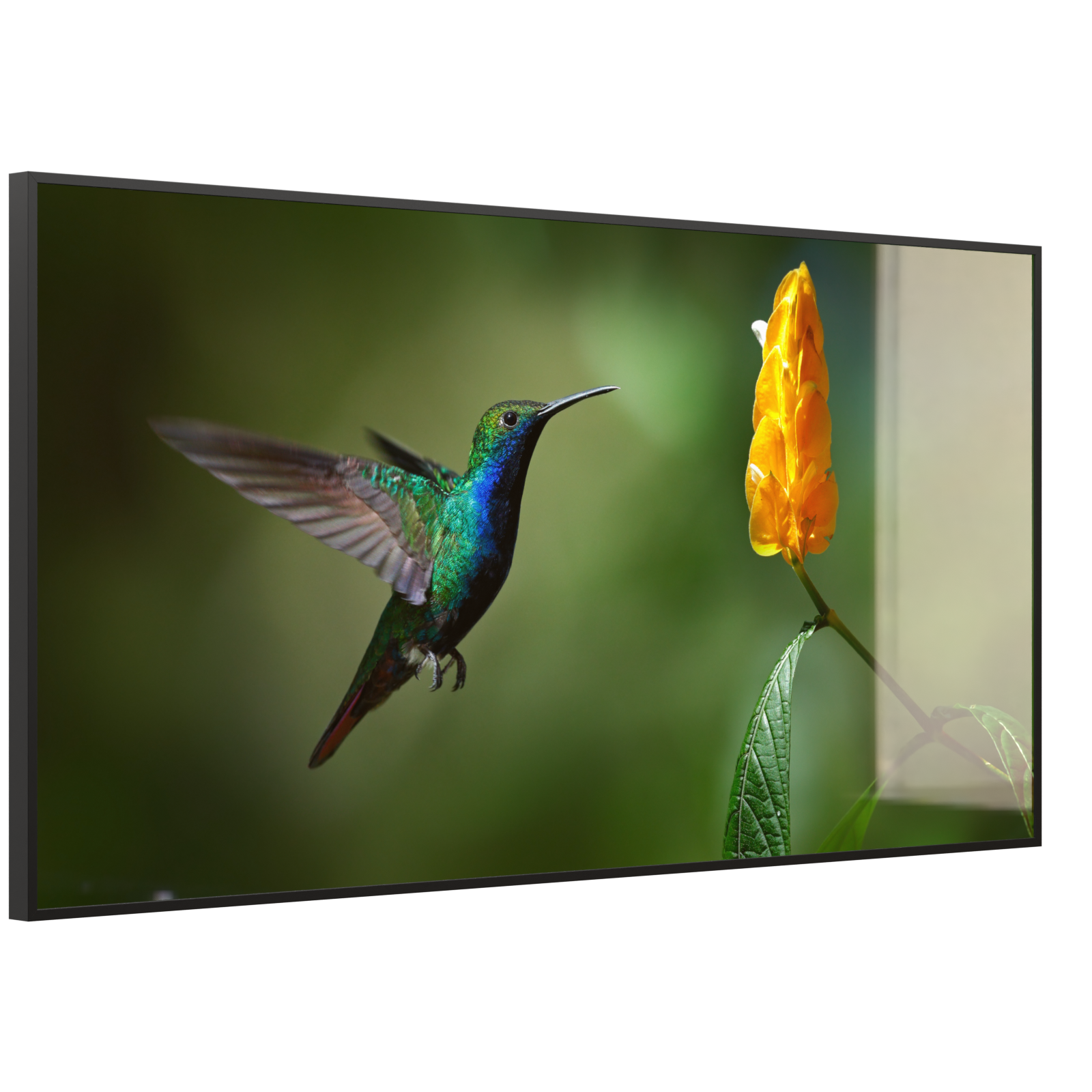 Deko Glas Wandbild Motiv 048 Kolibri