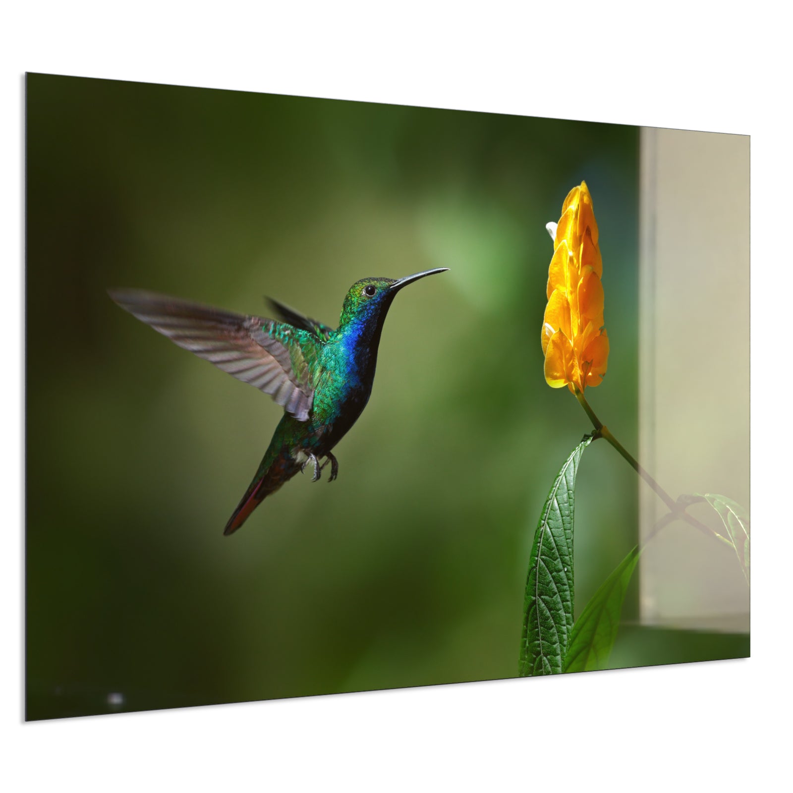Deko Glas Wandbild Motiv 048 Kolibri