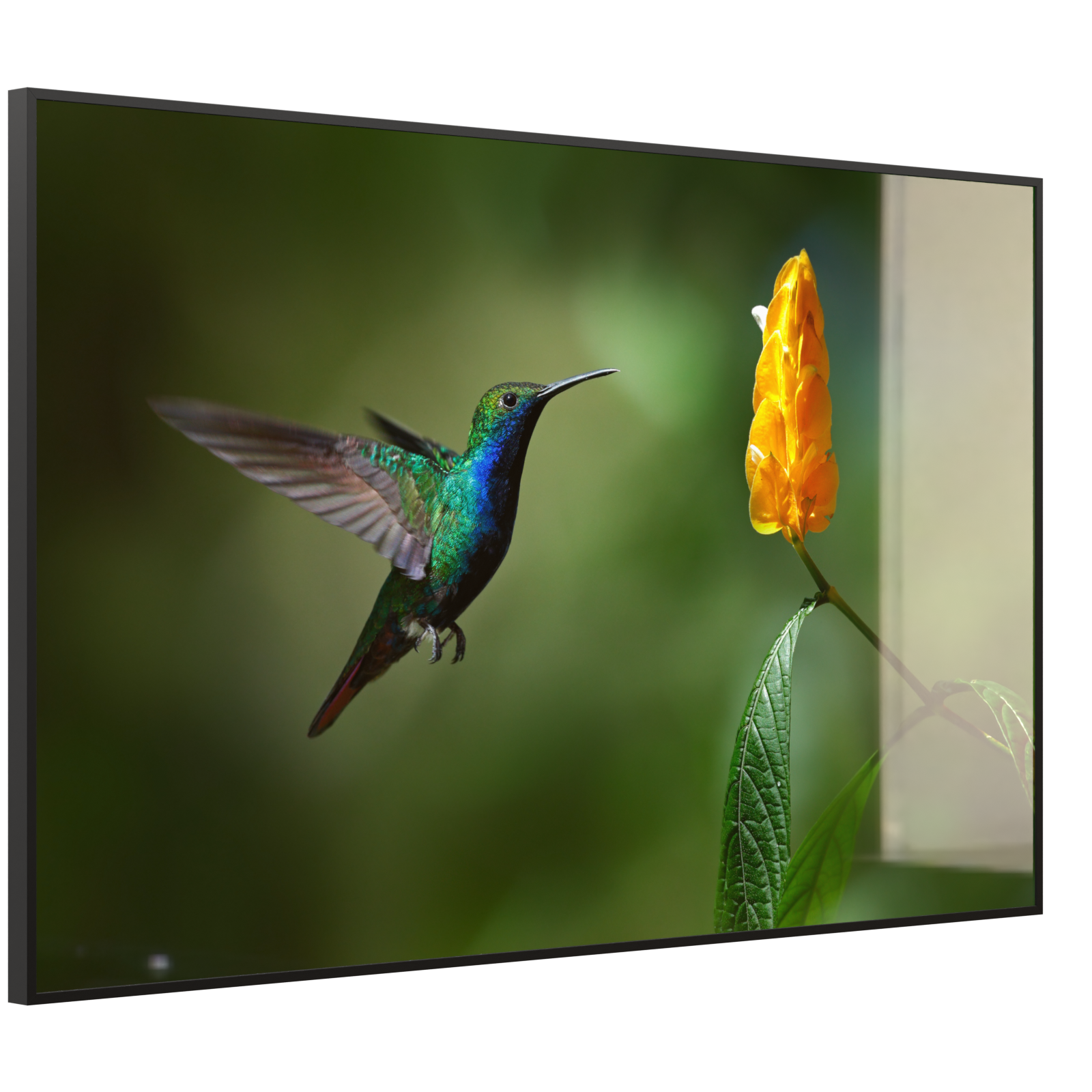 Deko Glas Wandbild Motiv 048 Kolibri