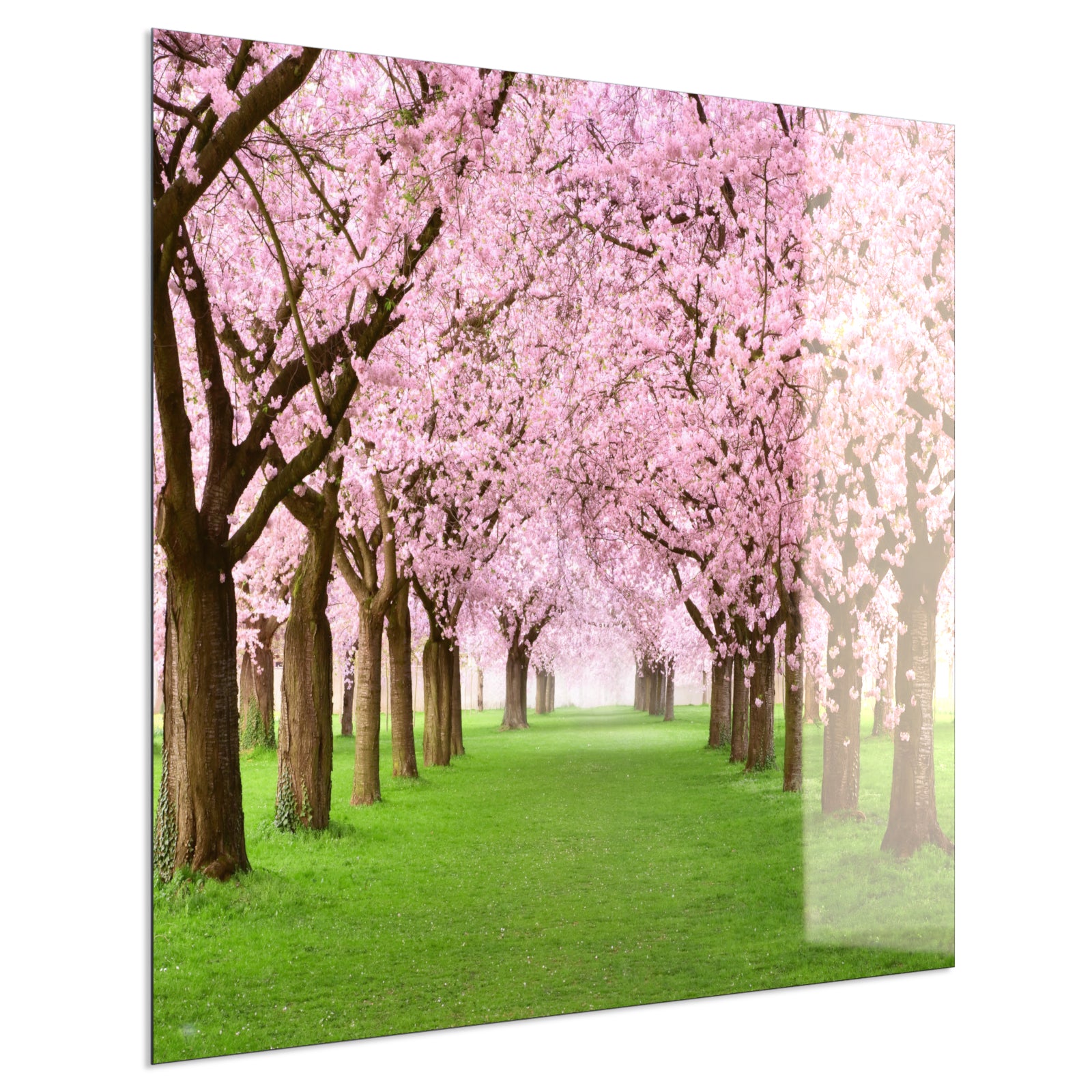 Deko Glas Wandbild Motiv 058 Kirschbäume Allee