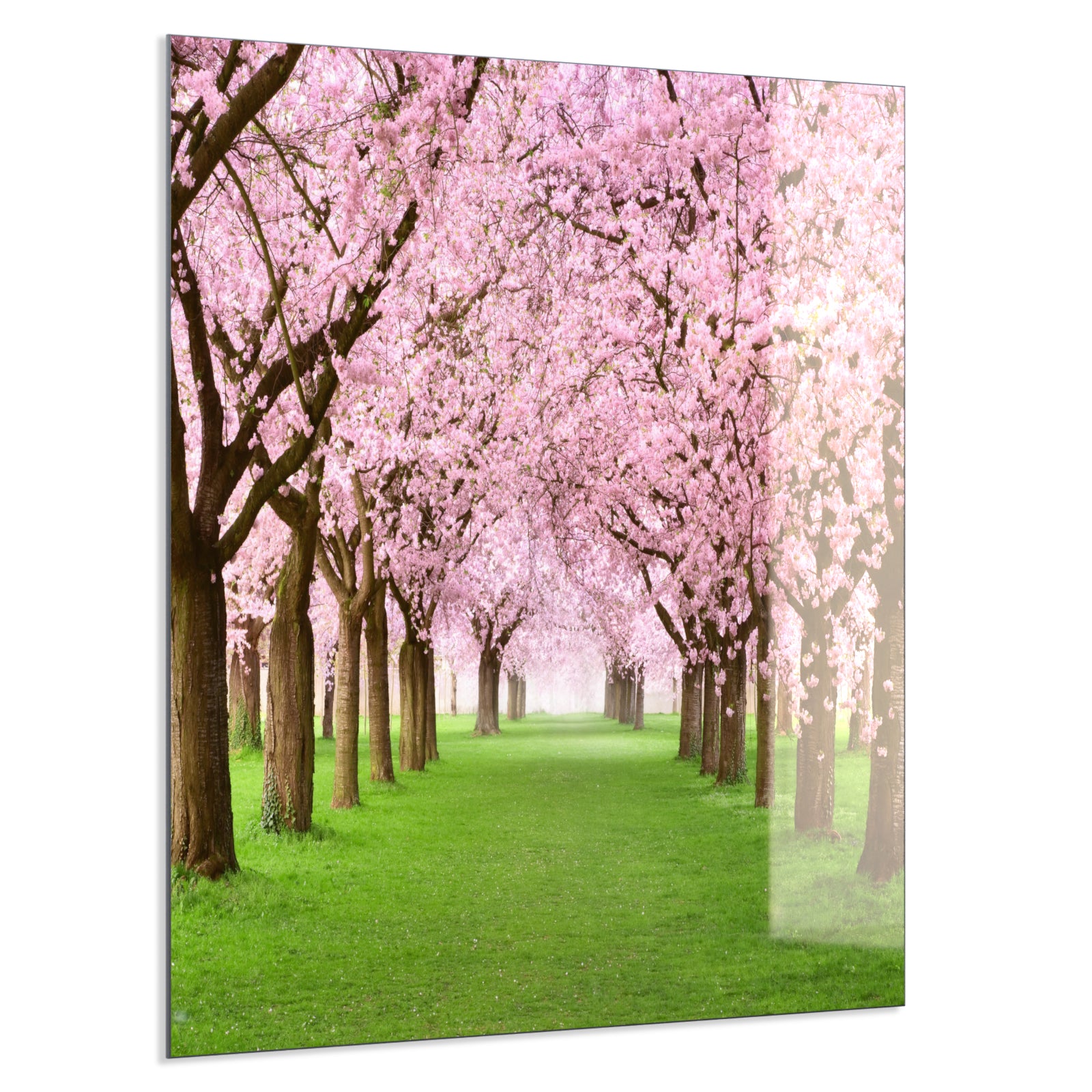 Deko Glas Wandbild Motiv 058 Kirschbäume Allee