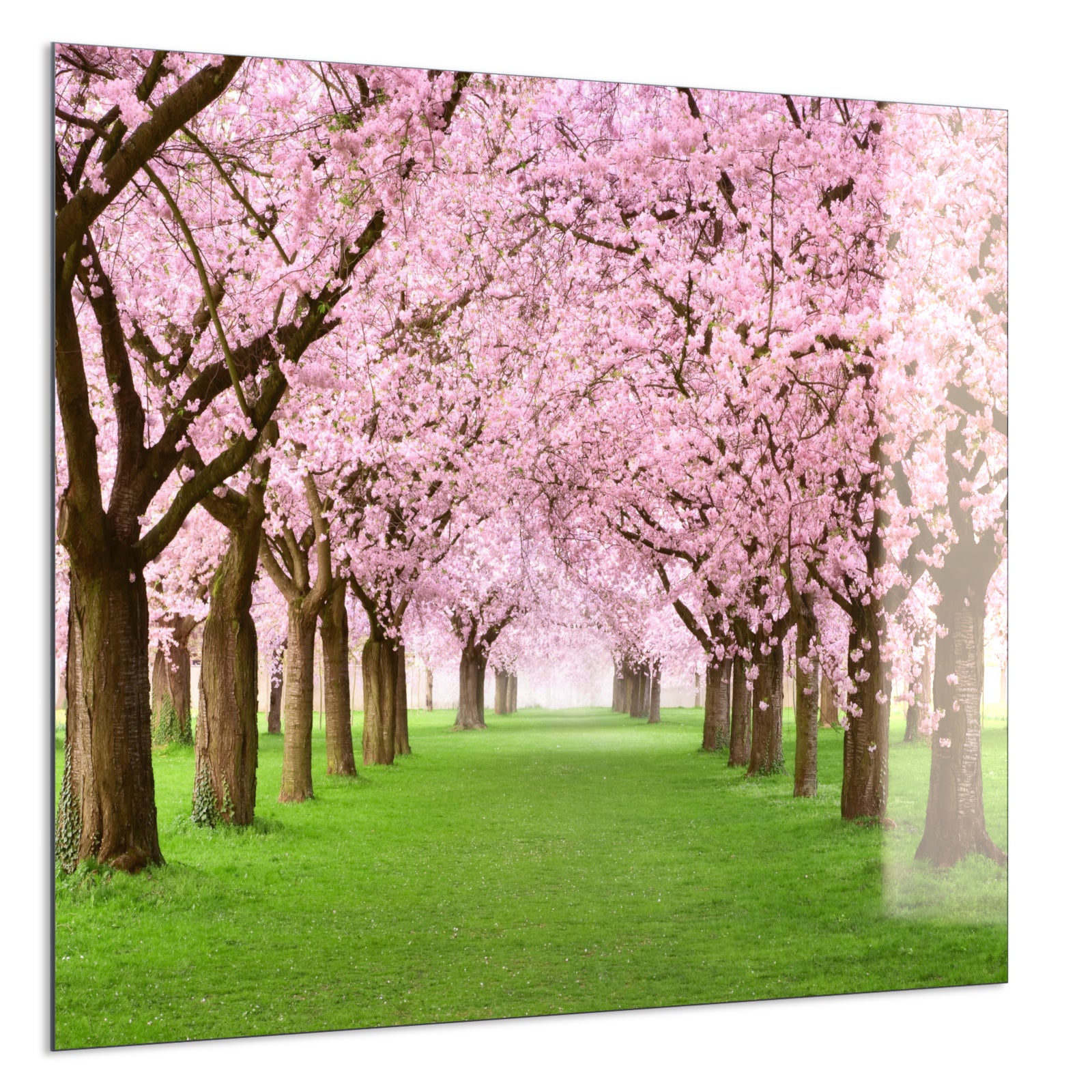 Deko Glas Wandbild Motiv 058 Kirschbäume Allee