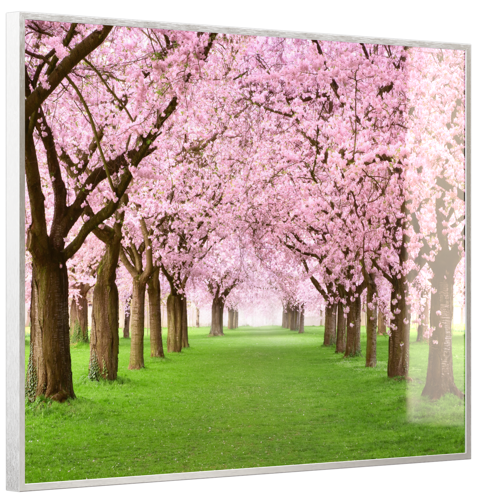 Deko Glas Wandbild Motiv 058 Kirschbäume Allee