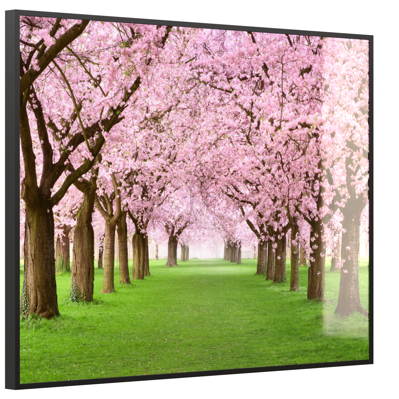 Deko Glas Wandbild Motiv 058 Kirschbäume Allee