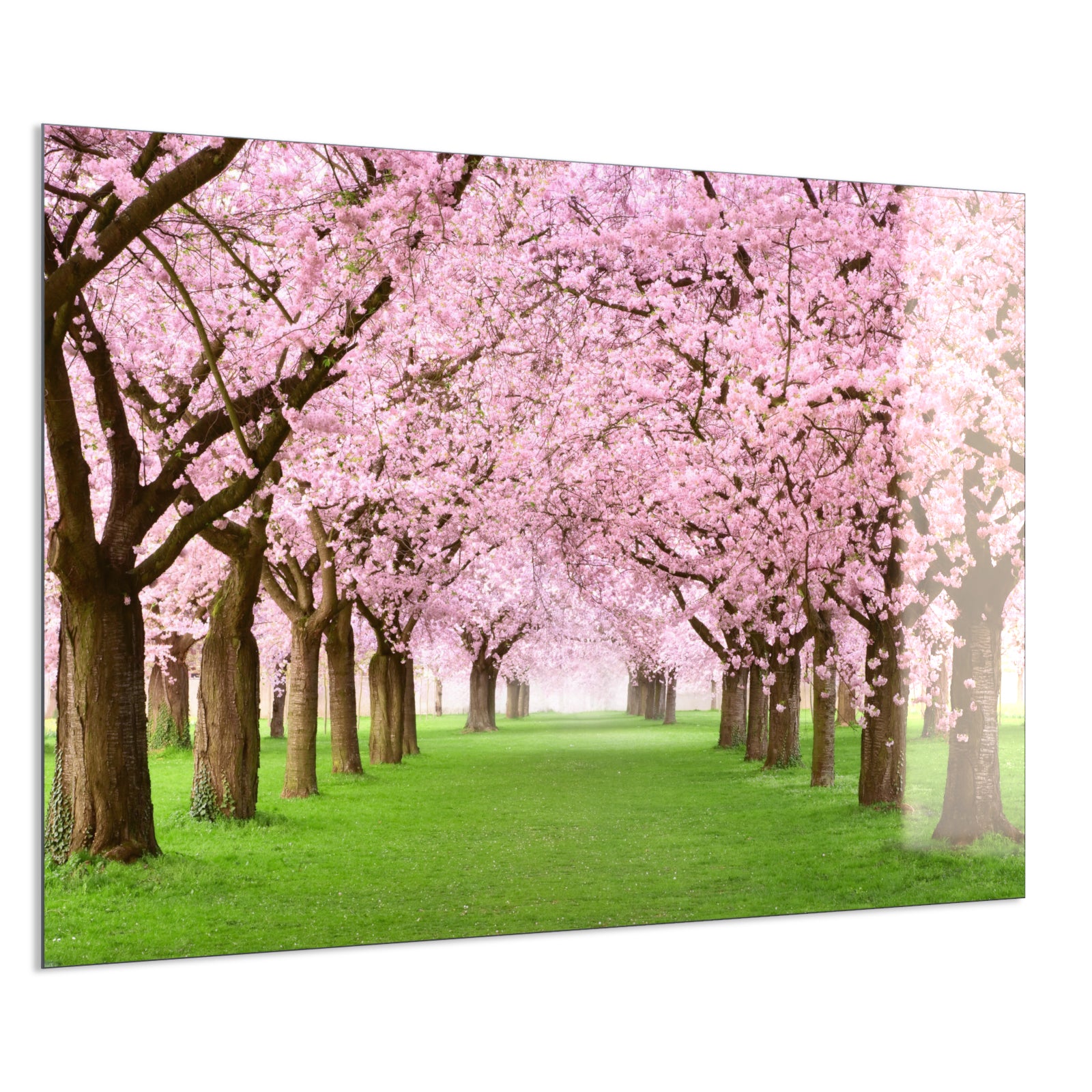Deko Glas Wandbild Motiv 058 Kirschbäume Allee