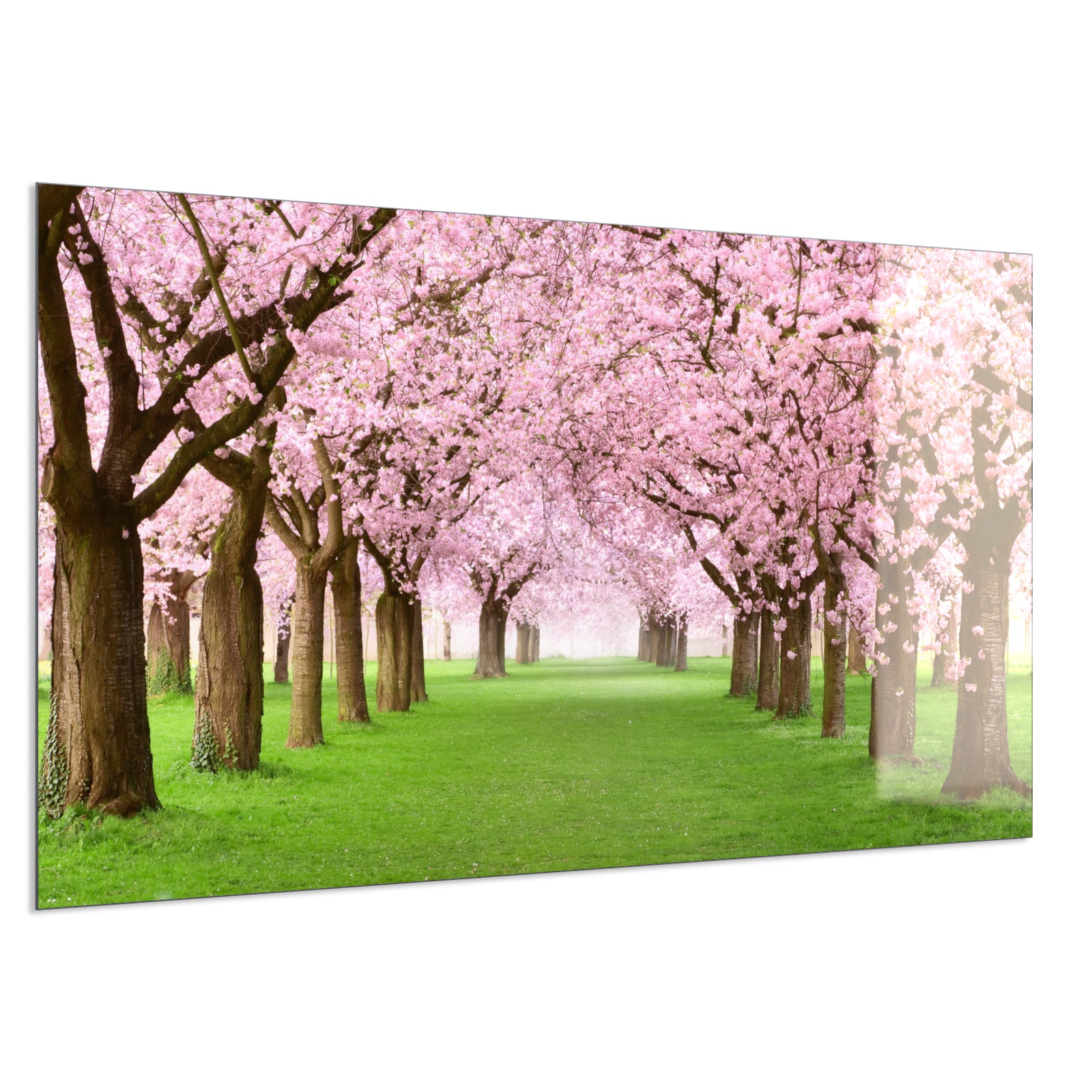 Deko Glas Wandbild Motiv 058 Kirschbäume Allee