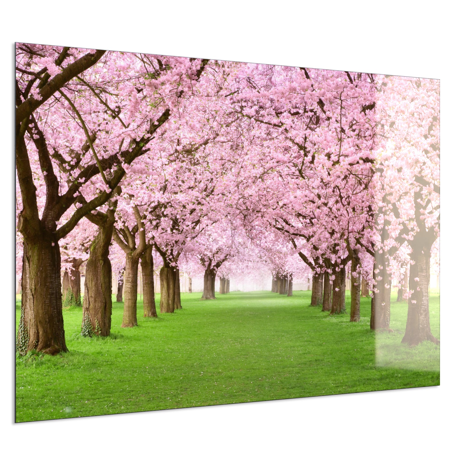 Deko Glas Wandbild Motiv 058 Kirschbäume Allee