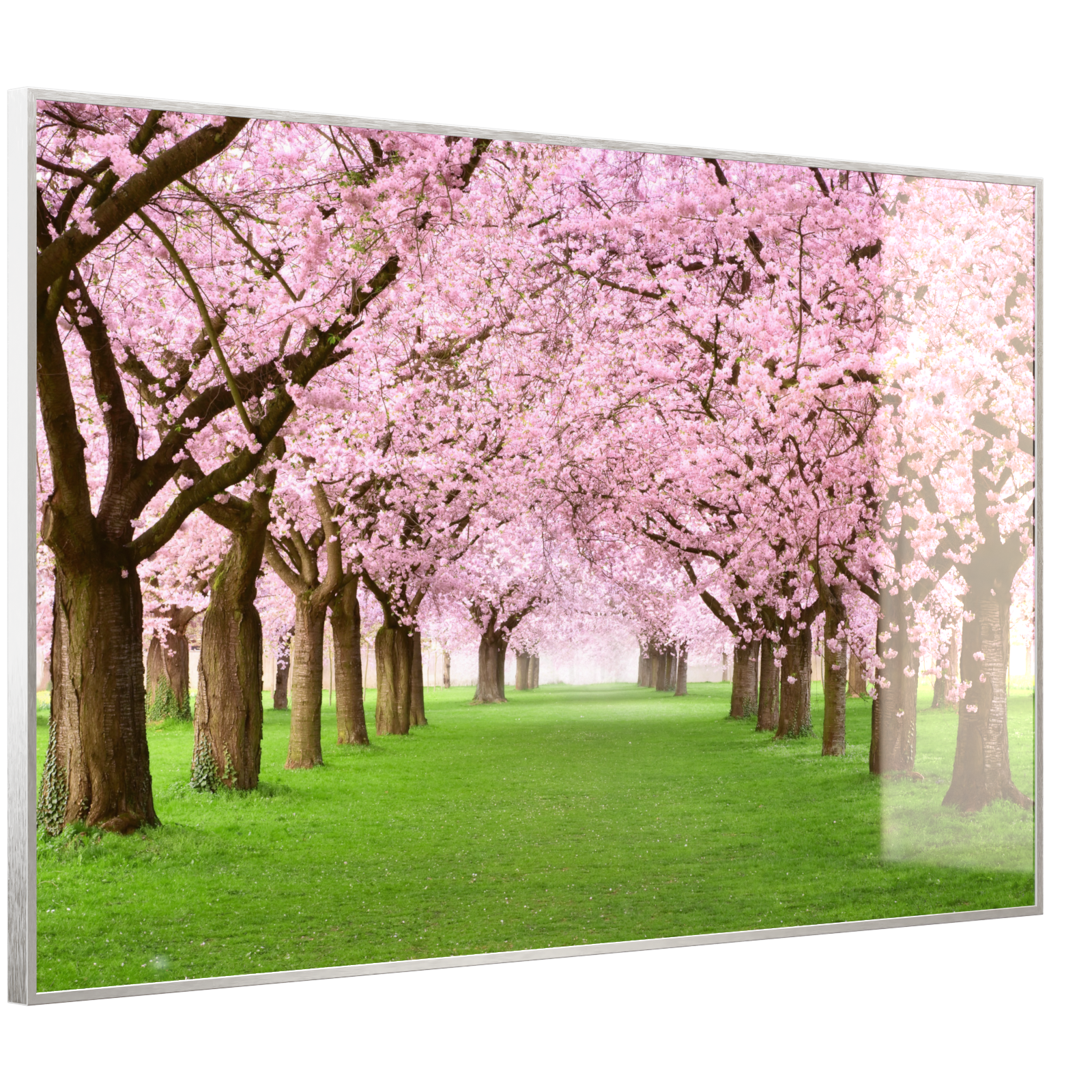 Deko Glas Wandbild Motiv 058 Kirschbäume Allee