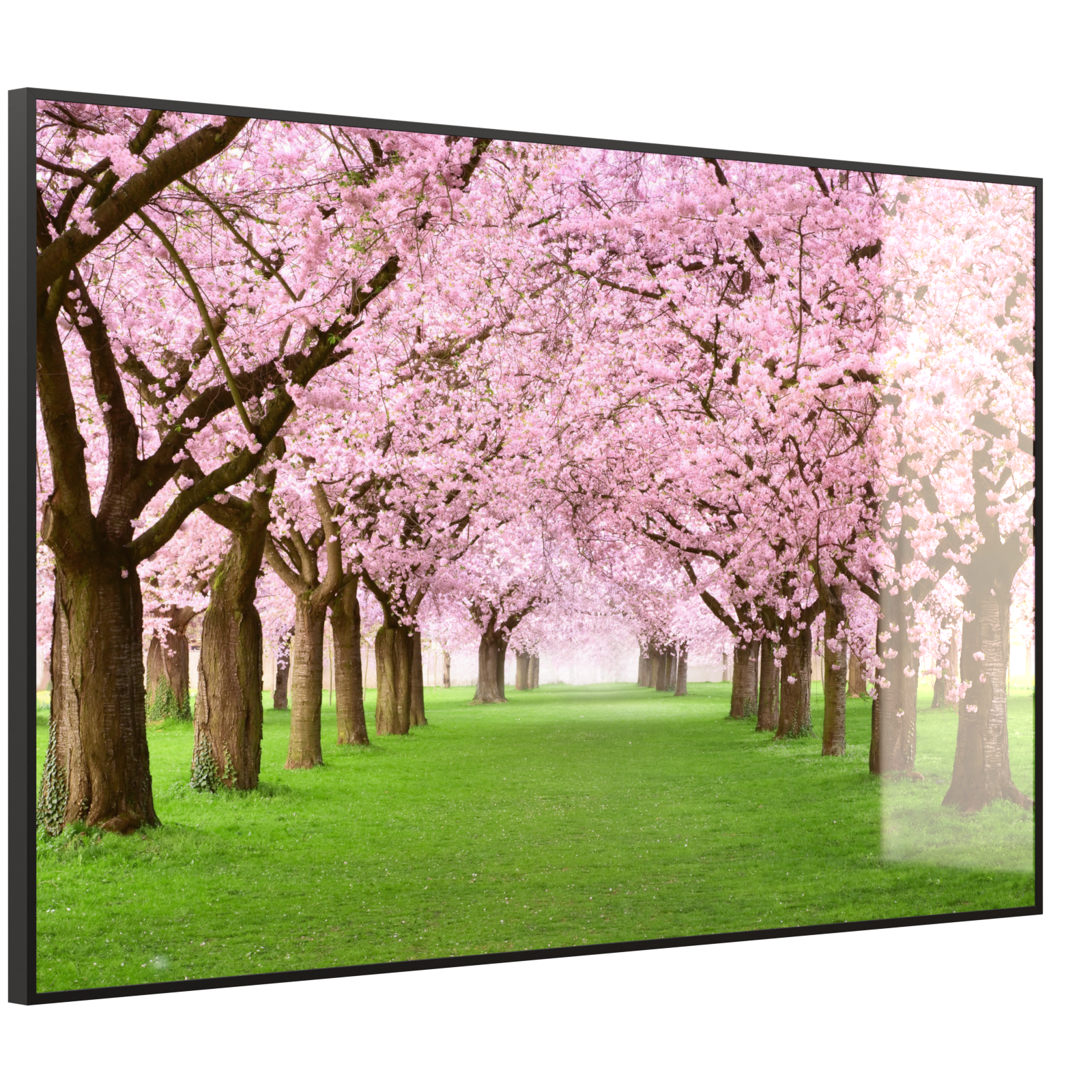 Deko Glas Wandbild Motiv 058 Kirschbäume Allee