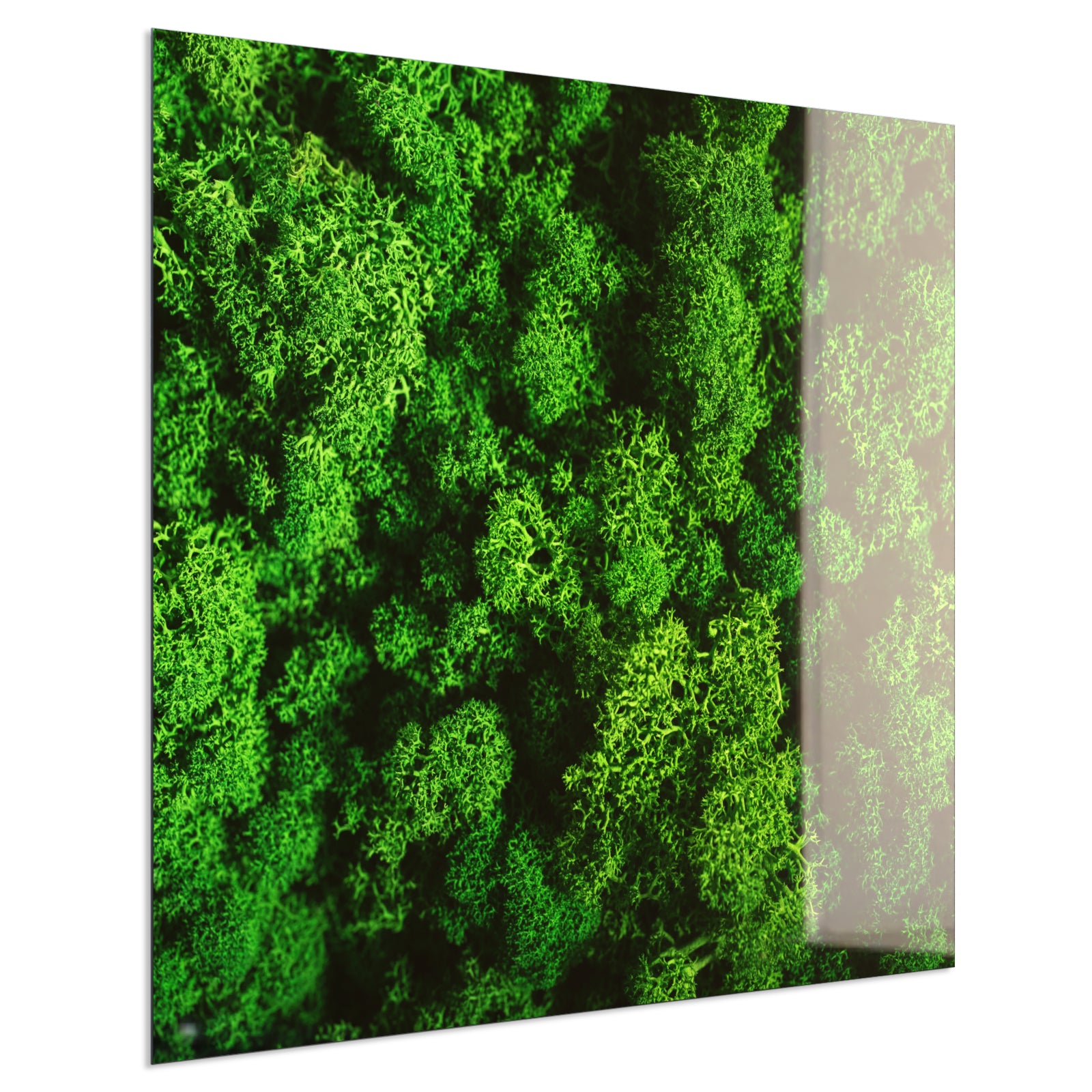 Deko Glas Wandbild Motiv 074 Moos