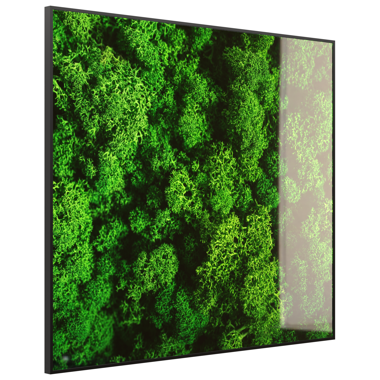 Deko Glas Wandbild Motiv 074 Moos