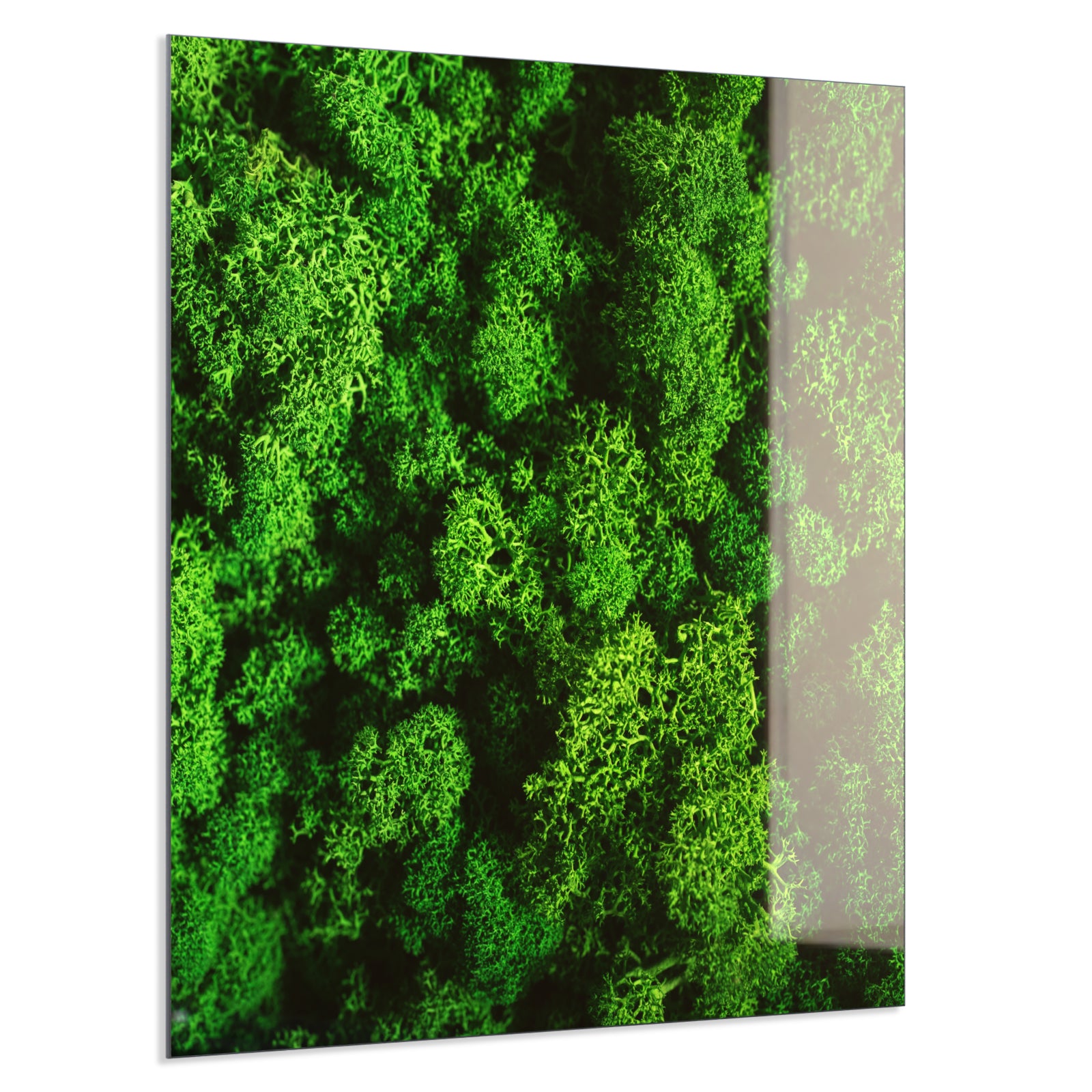 Deko Glas Wandbild Motiv 074 Moos