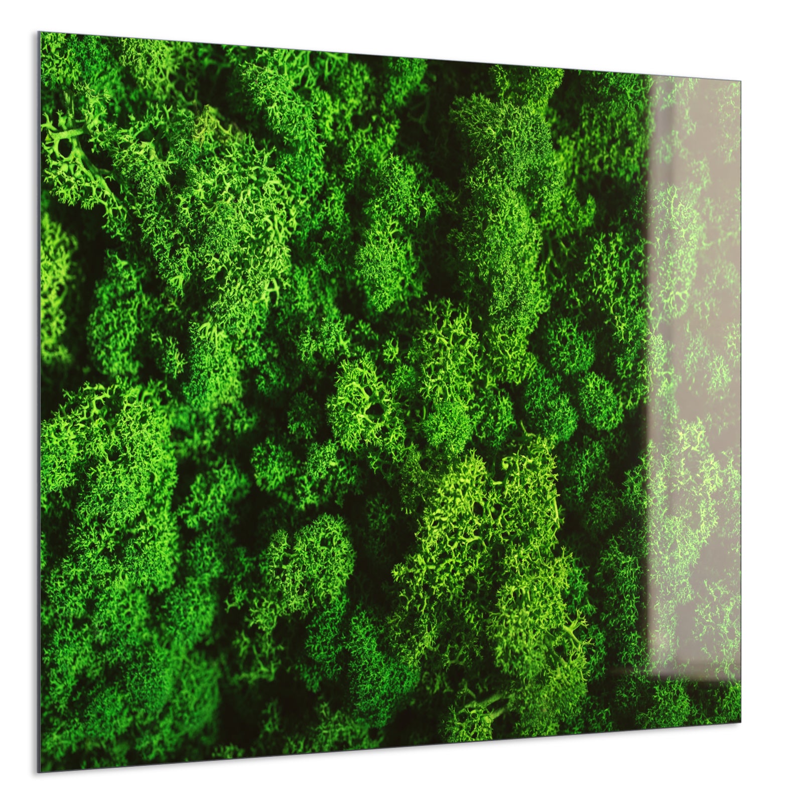 Deko Glas Wandbild Motiv 074 Moos