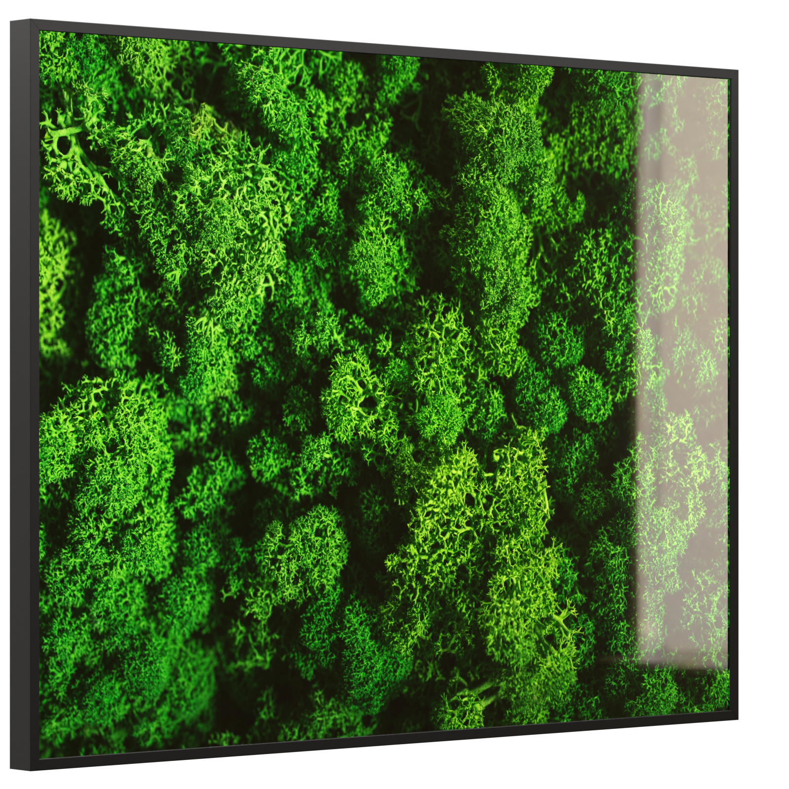 Deko Glas Wandbild Motiv 074 Moos