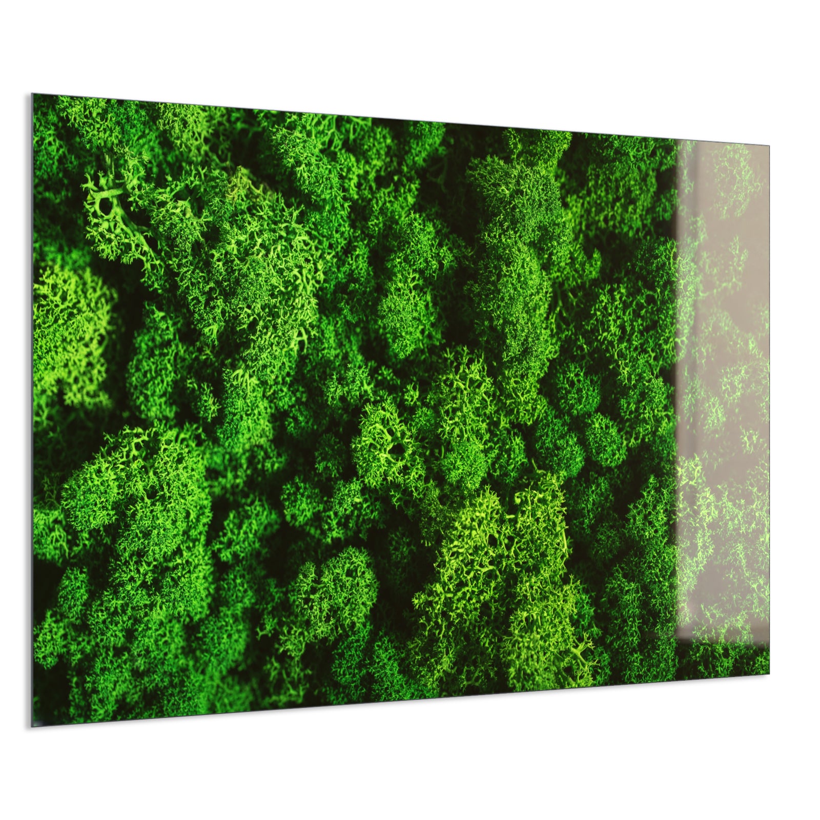 Deko Glas Wandbild Motiv 074 Moos