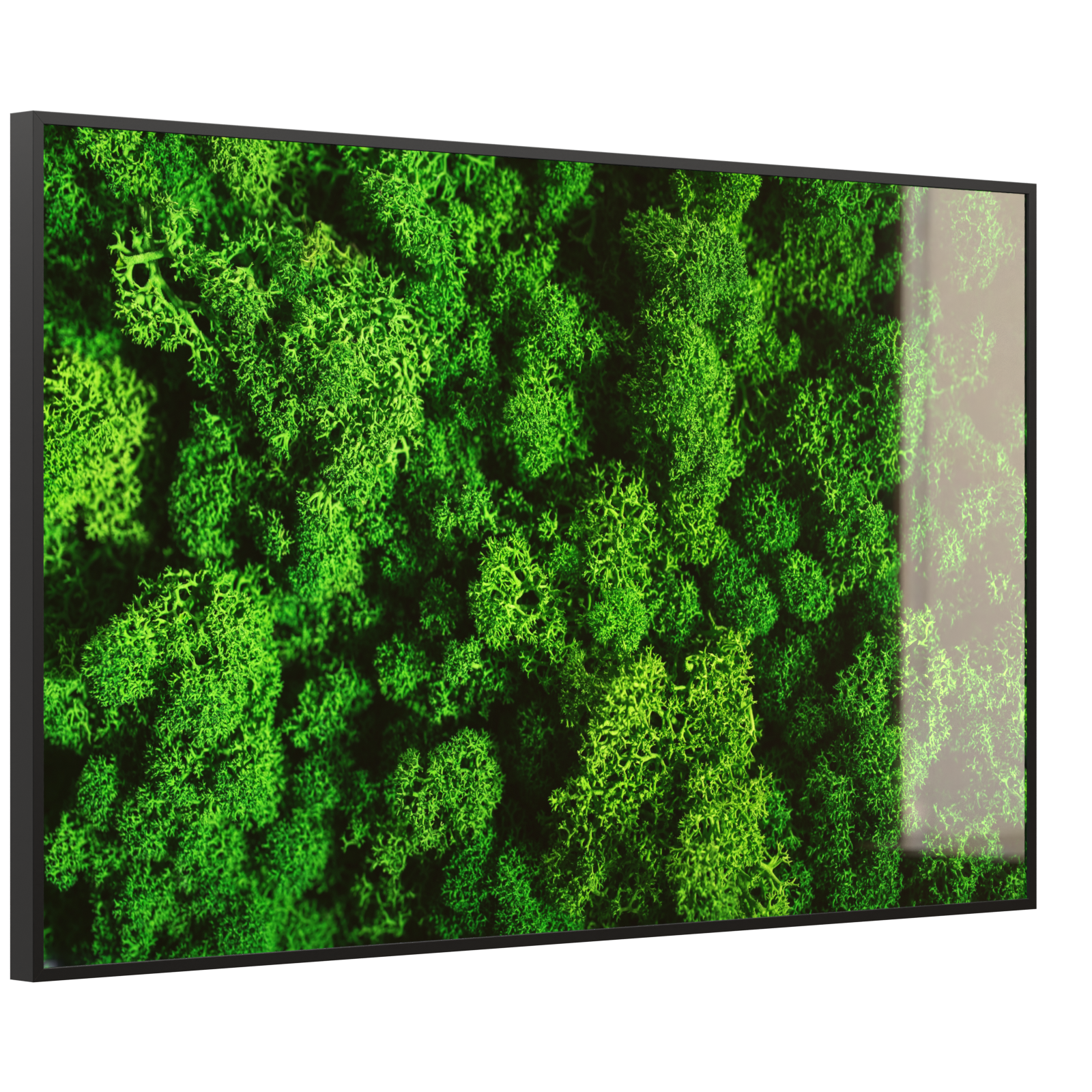 Deko Glas Wandbild Motiv 074 Moos