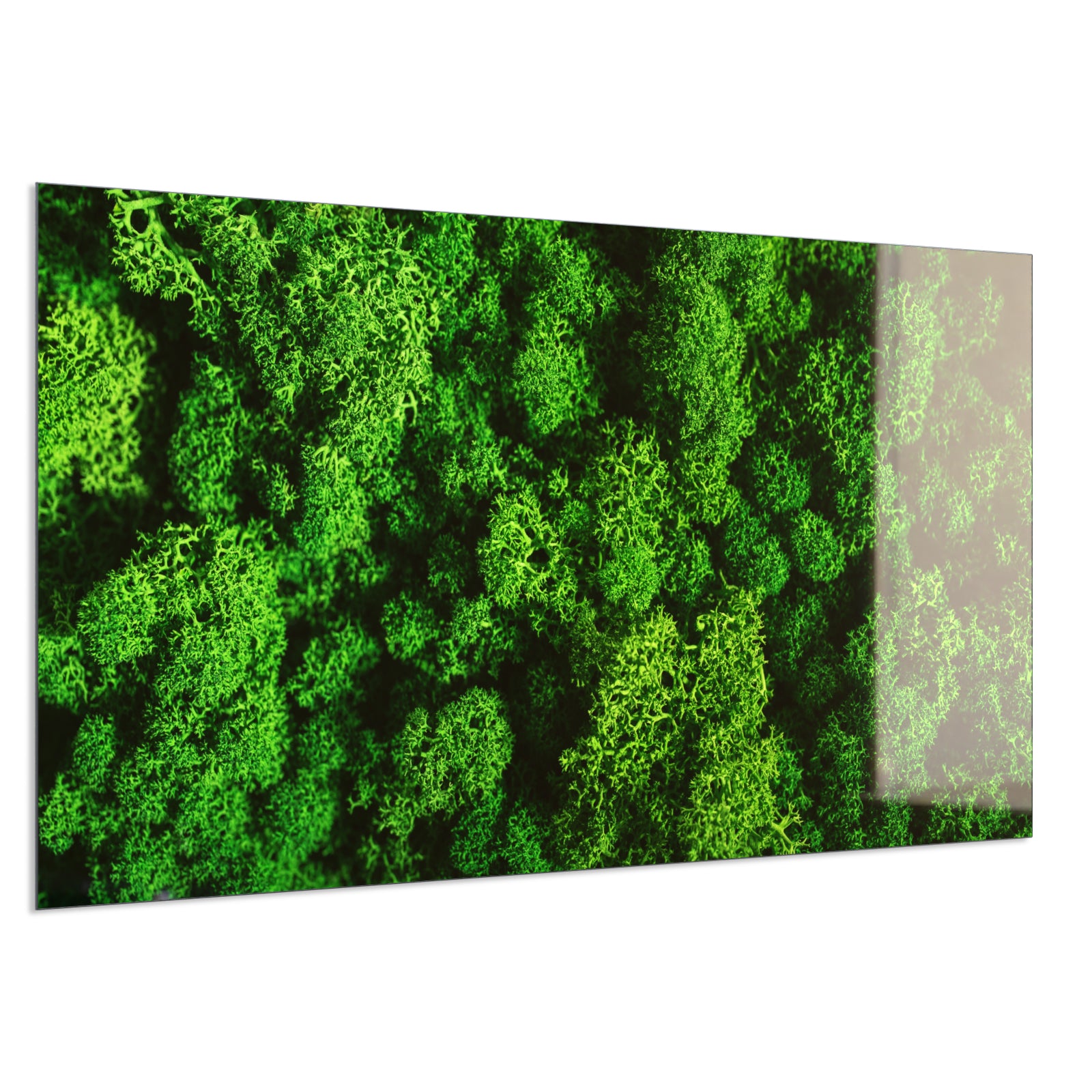 Deko Glas Wandbild Motiv 074 Moos