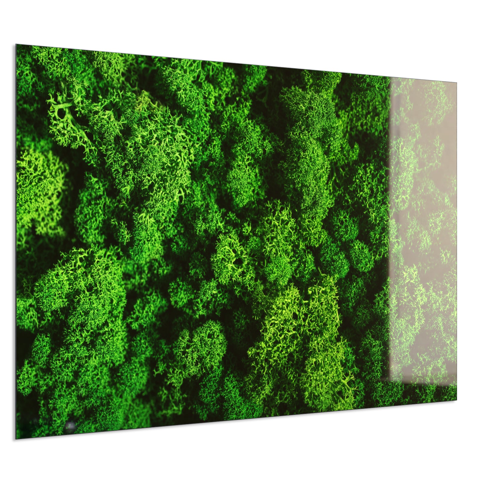 Deko Glas Wandbild Motiv 074 Moos